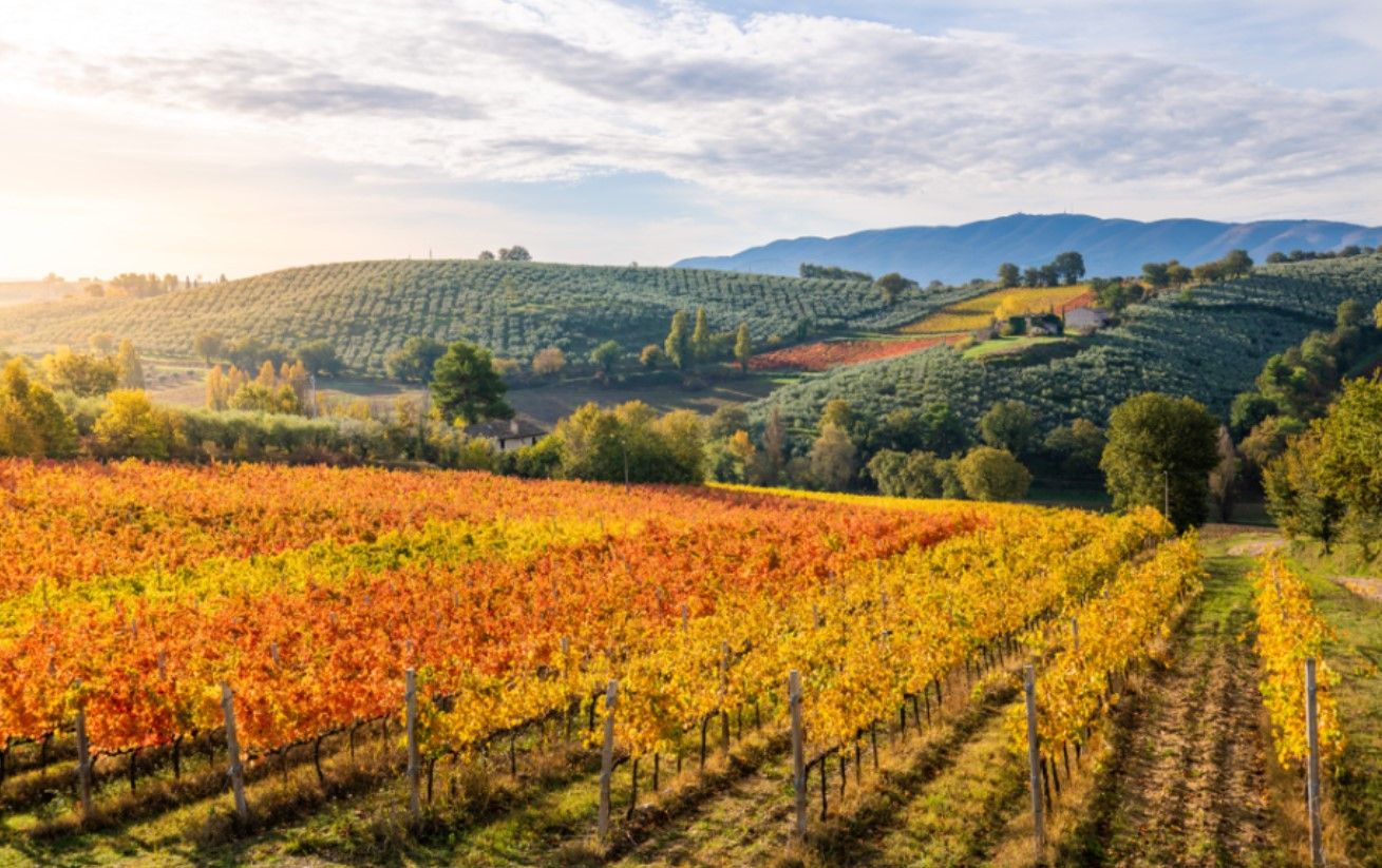 Le meravigliose colline vinicole del Sagrantino, in Umbria. Credits iacomino FRiMAGES / Shutterstock