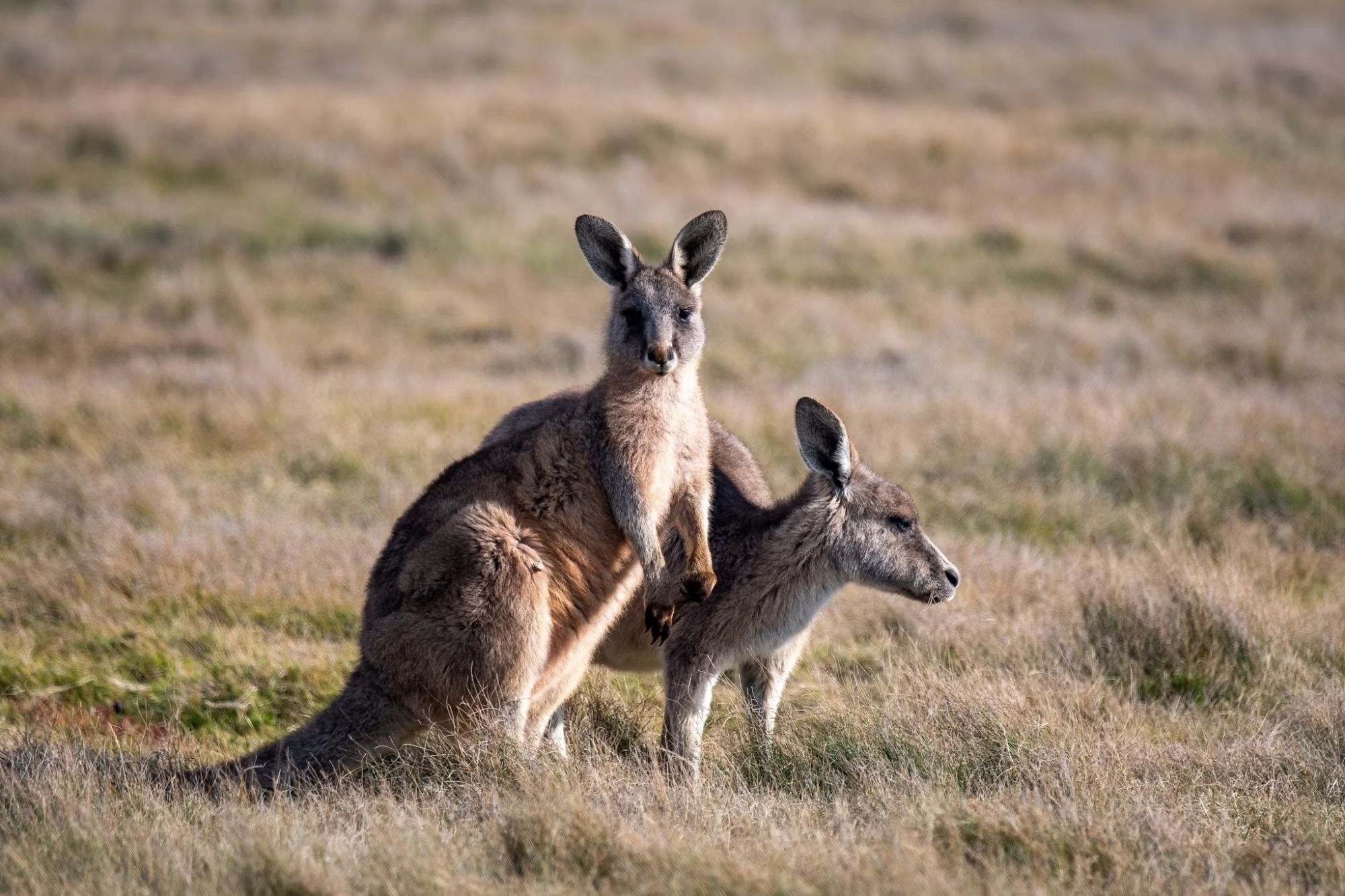 Ammirate la fauna australiana, come i canguri Forester nel Narawntapu National Park. Shutterstock