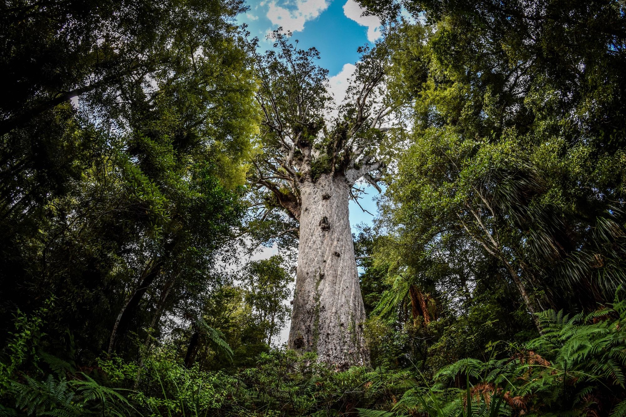 Gli alberi giganti della foresta Tāne Mahuta ©Jakub Specjalski /Shutterstock