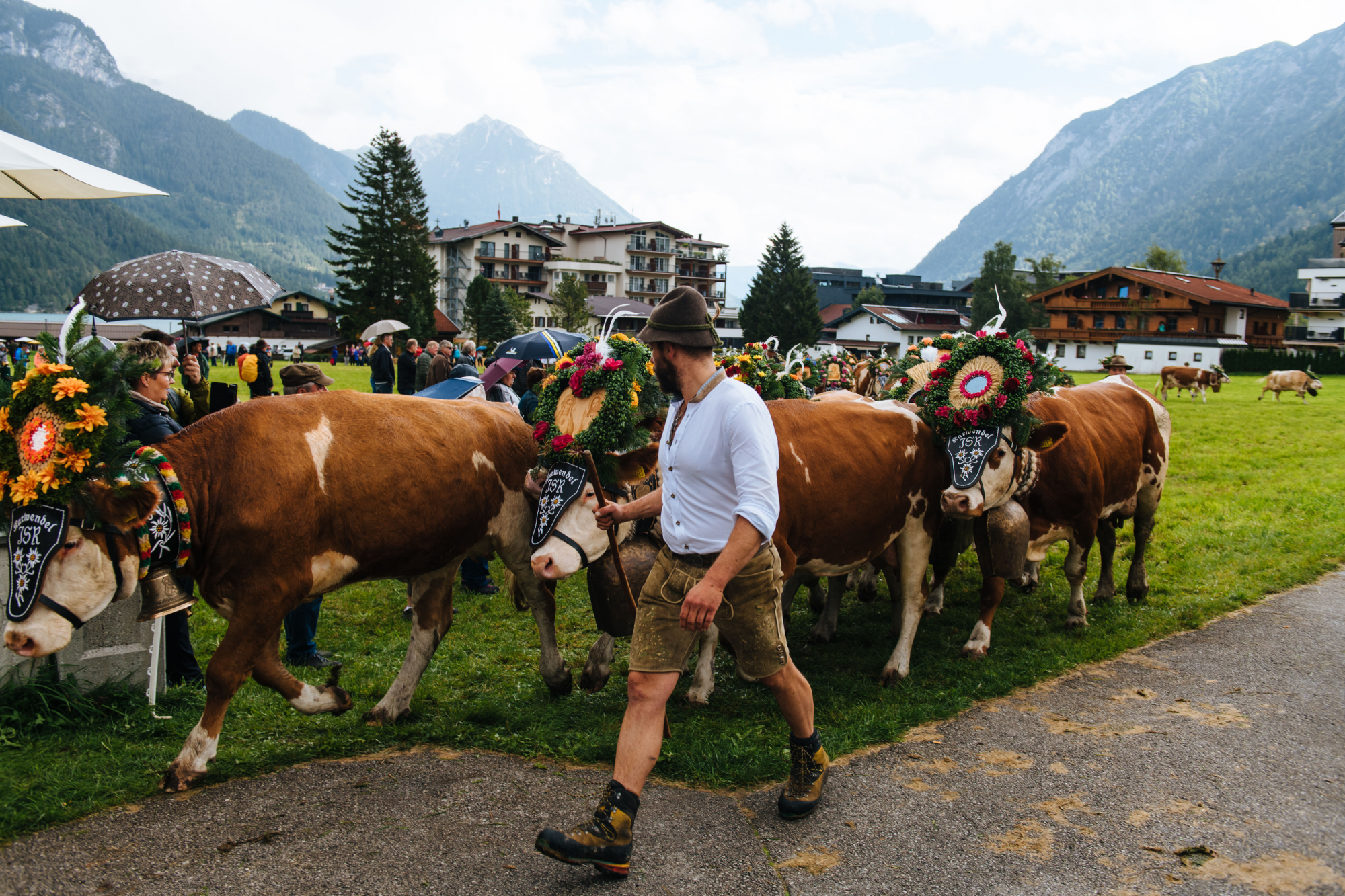 mucche scendono a valle per almabtrieb, tirolo