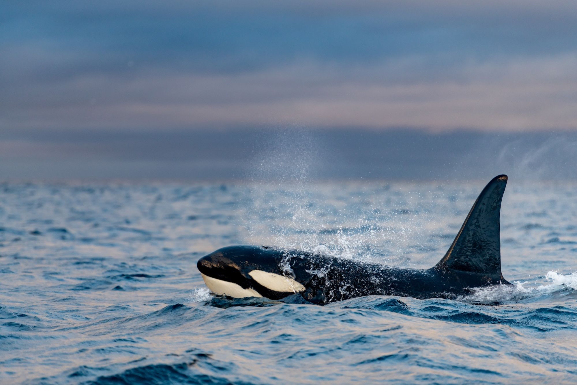 Un orca nel fiordo di Kvænangen ©Subphoto/Shutterstock
