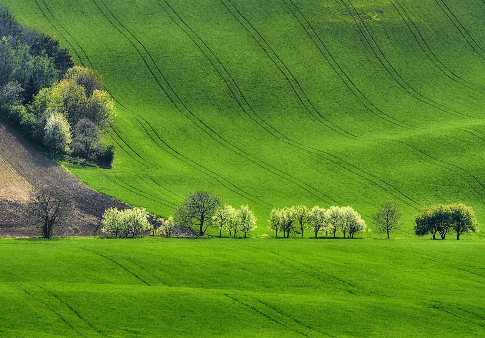 Italia green. Credits Natalie Hora / Shutterstock
