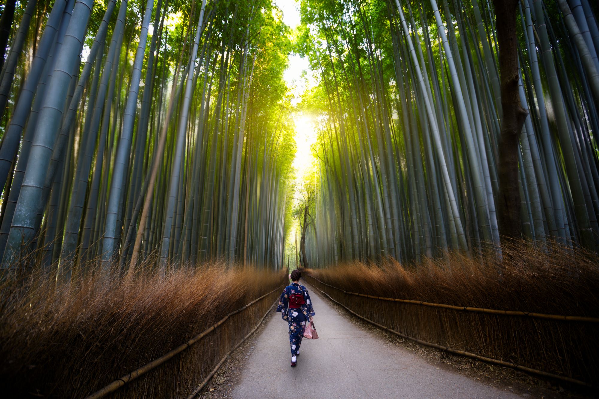 Foresta di bambù a Kyoto, Giappone