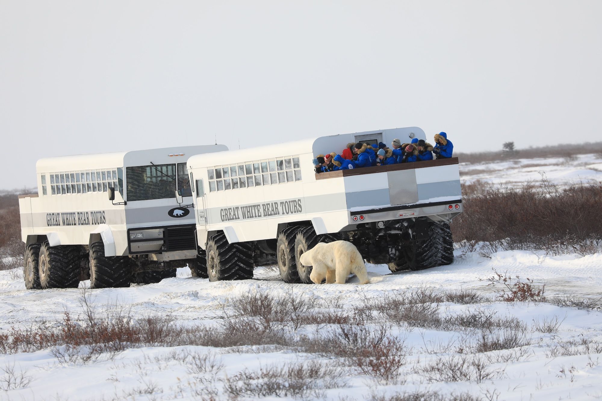 Un orso si avvicina al tundra buggy ©aceshot1/Shutterstock