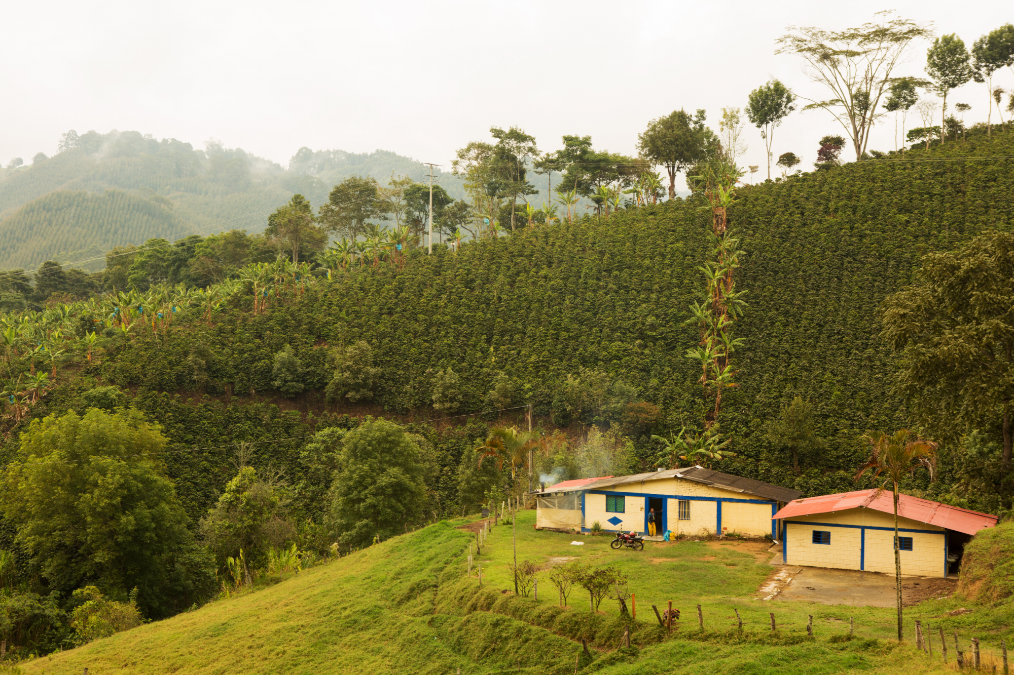 Una "finca" in una piantagione di caffè©Kris Davidson/Lonely Planet