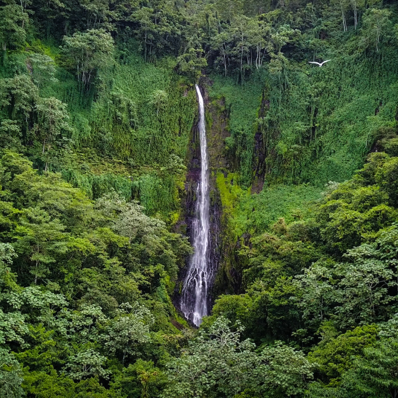 L’Isla del Coco è un quadratino di foresta tropicale gettato in mare ©Travel2Sea.com/Shutterstock