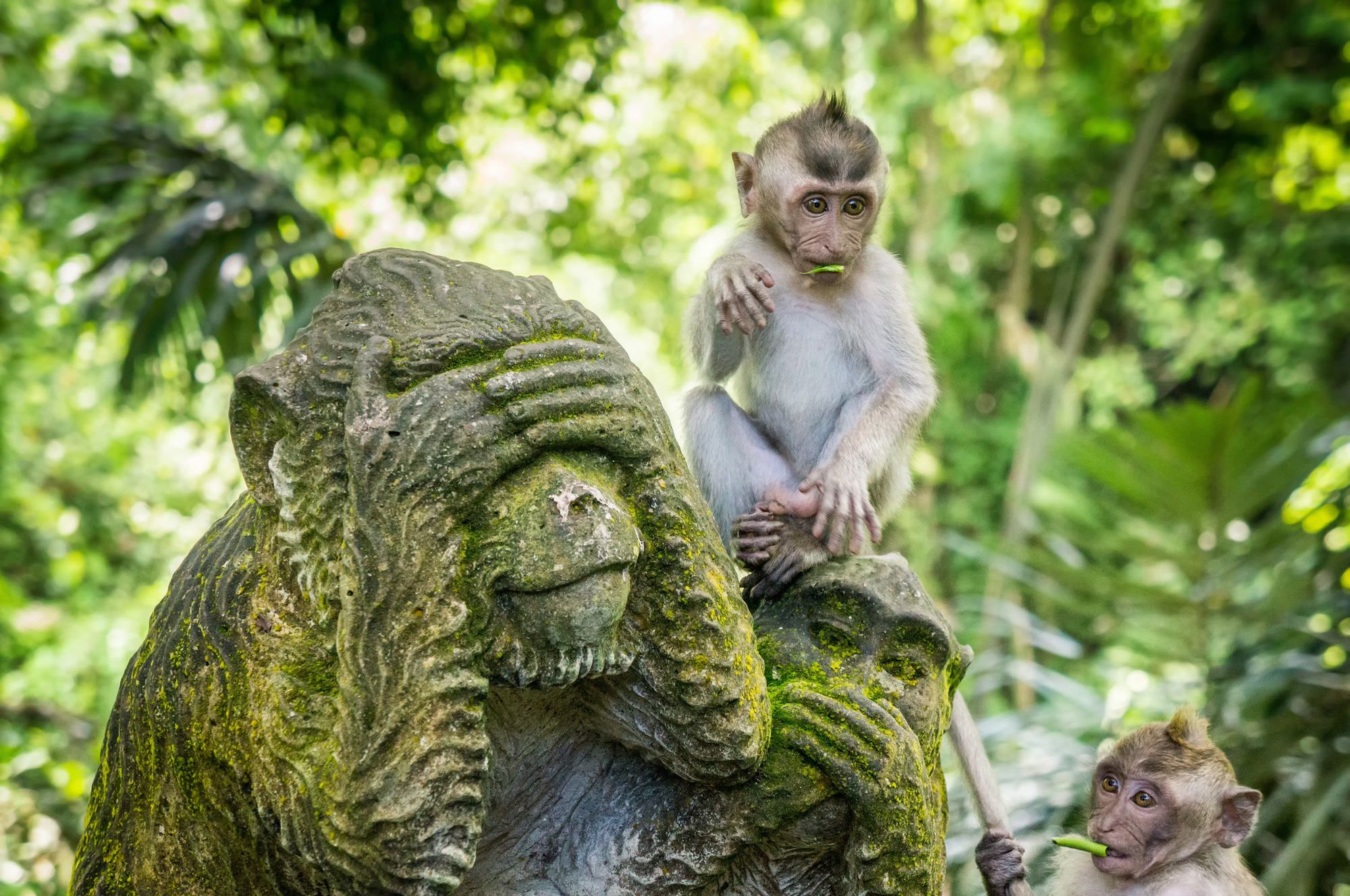 Monkey Forest, Ubud, Bali ©Ivoha/Shutterstock