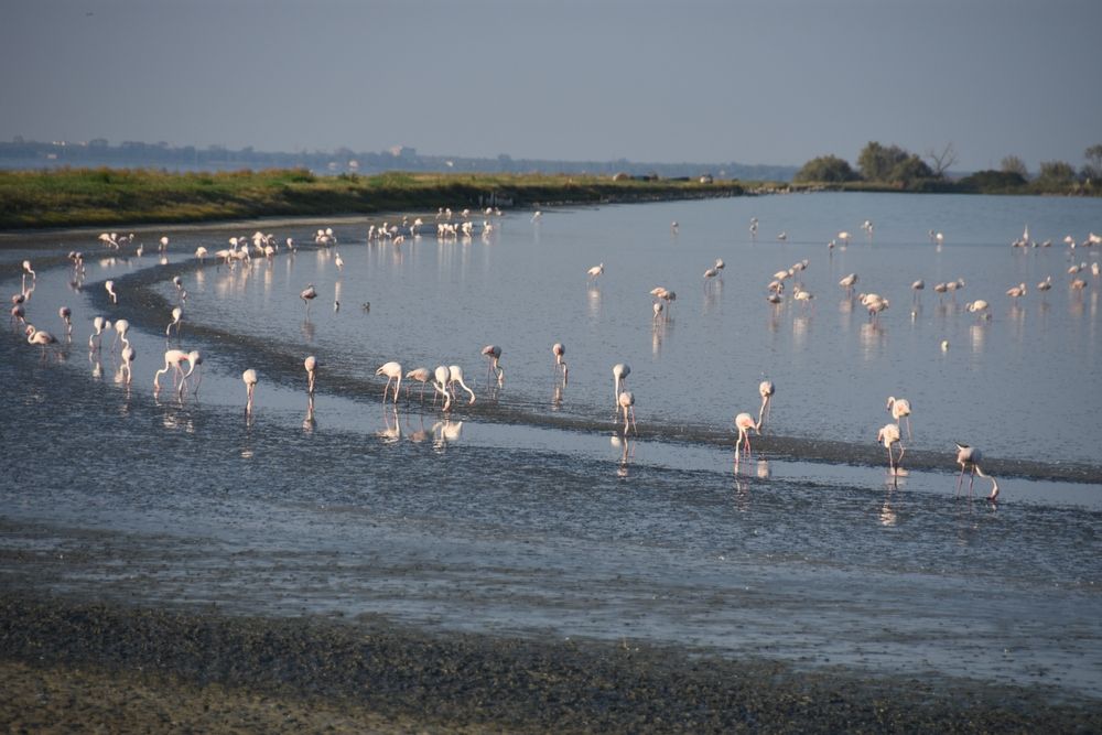 Fenicotteri nelle Valli di Comacchio. Credits Pier Giorgio Carloni / Shutterstock