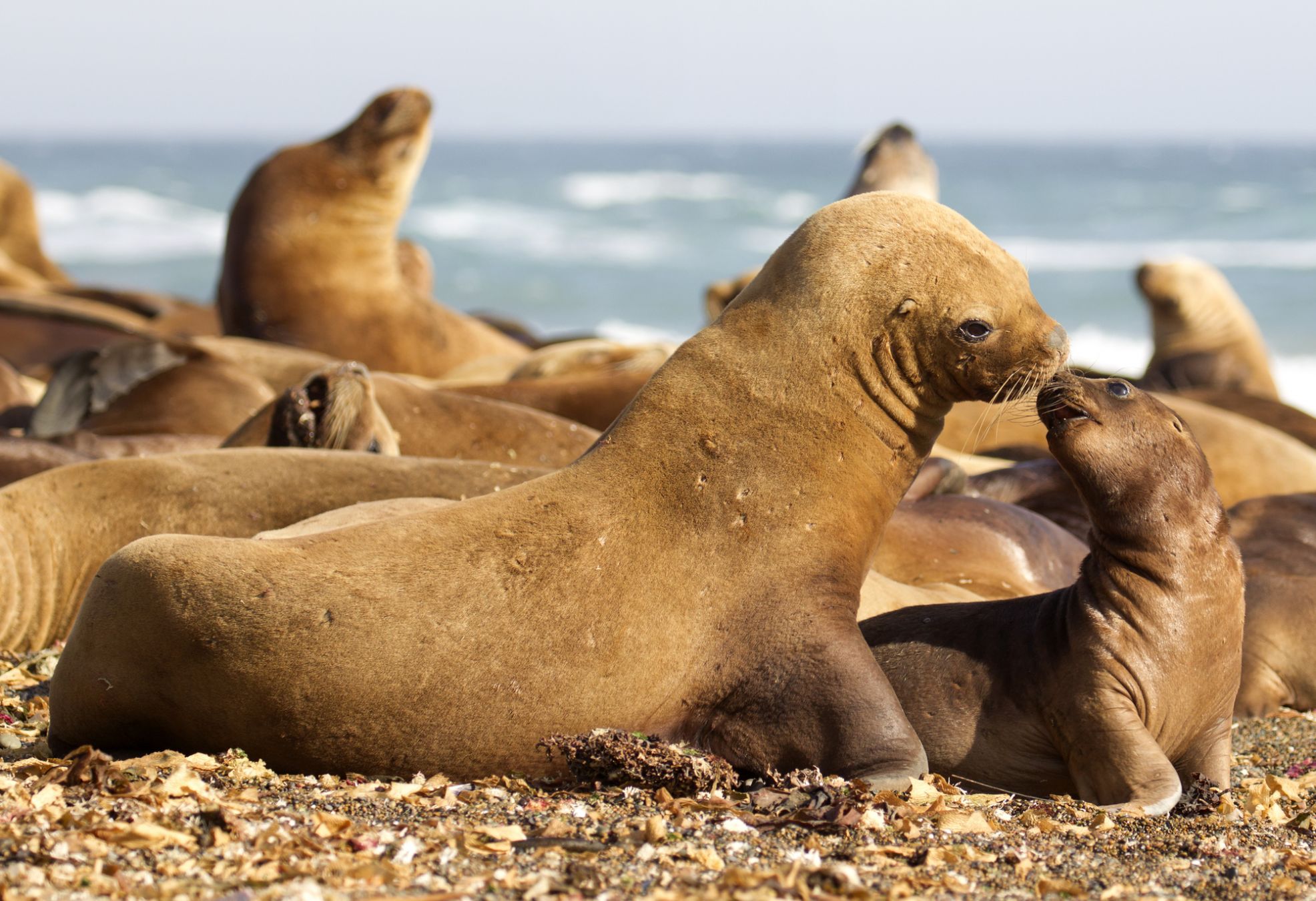 Una colonia di leoni marini nella Penisola di Valdés, Argentina ©Richard McManus/Getty Images