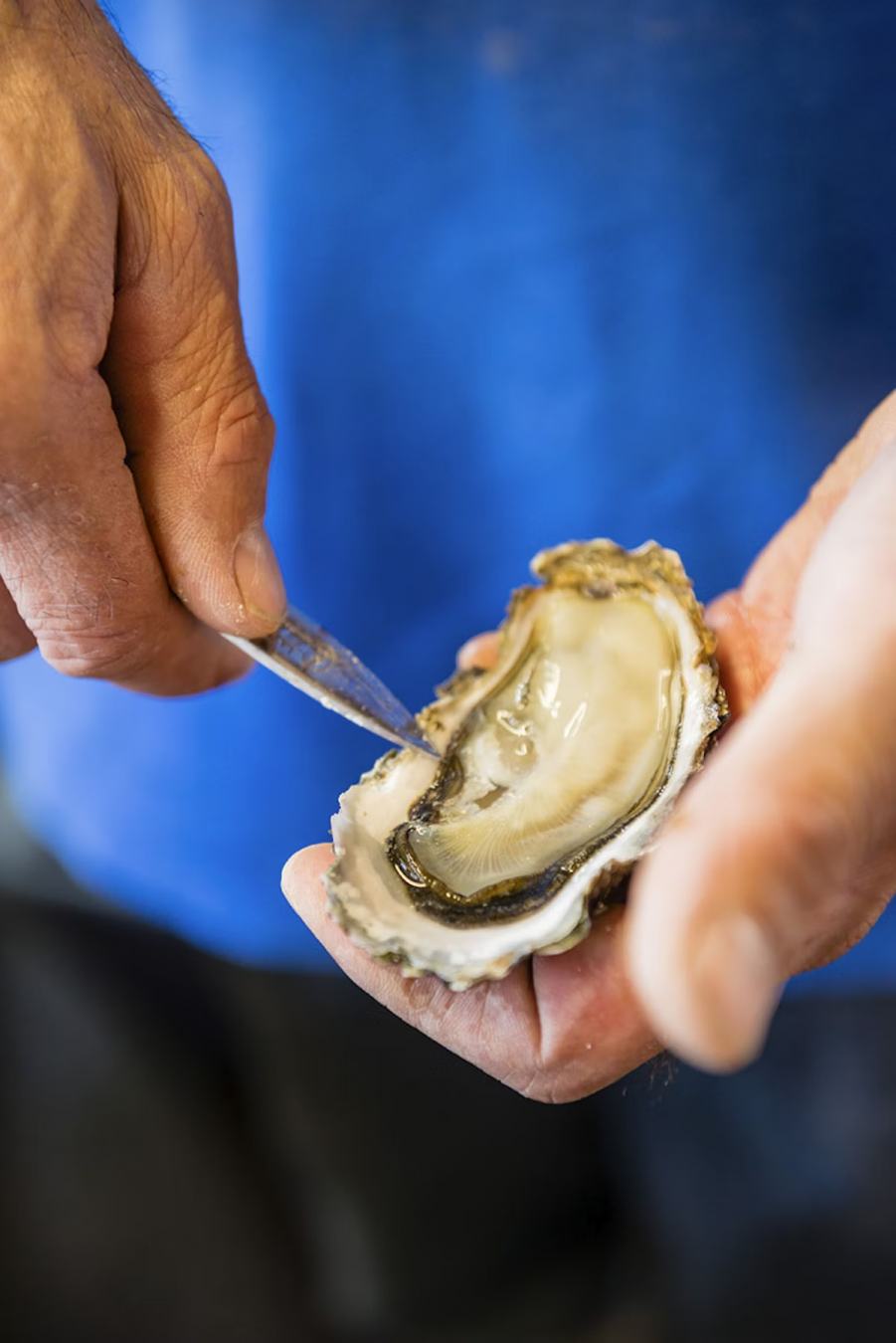 Eating fresh seafood is all part of the Normandy experience. Justin Foulkes for Lonely Planet