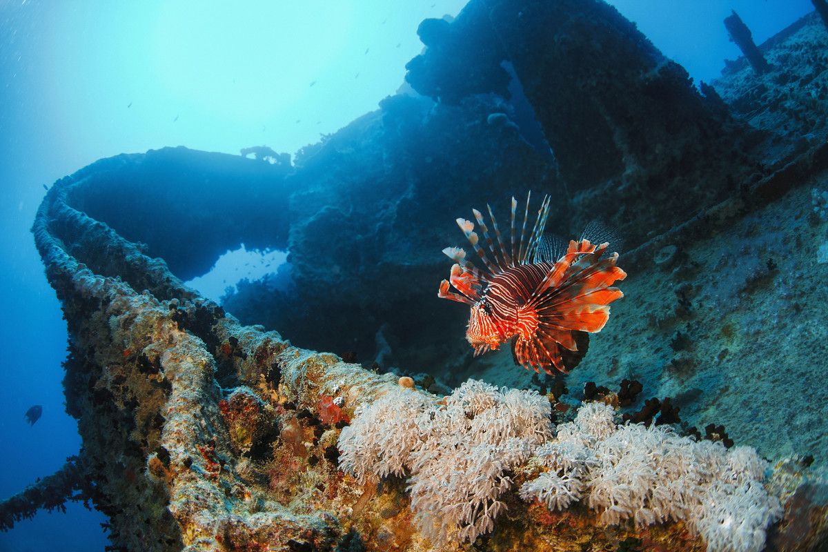 barriera corallina egitto