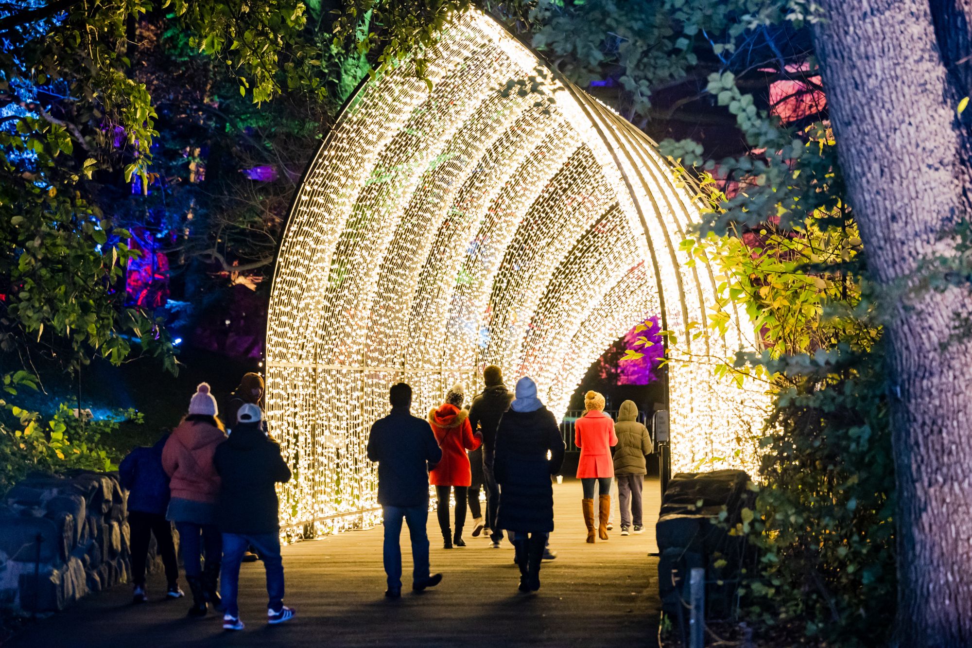 Percorso luminoso al Brooklyn Botanic Garden