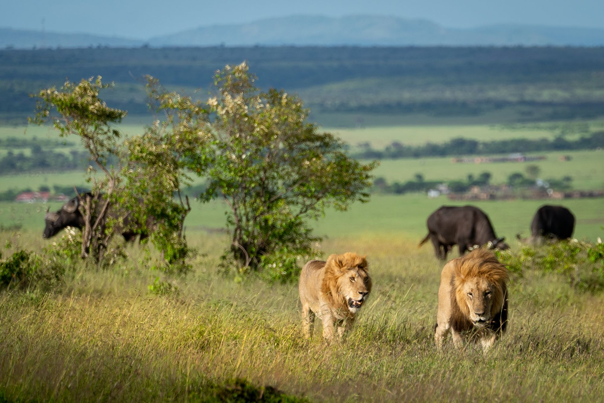Leoni e bufali nel Masai Mara