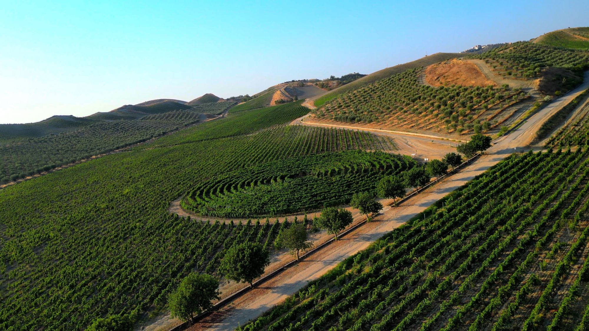 I vigneti di Cirò della cantina Librandi © Luca Schilirò/Lonely Planet Italia