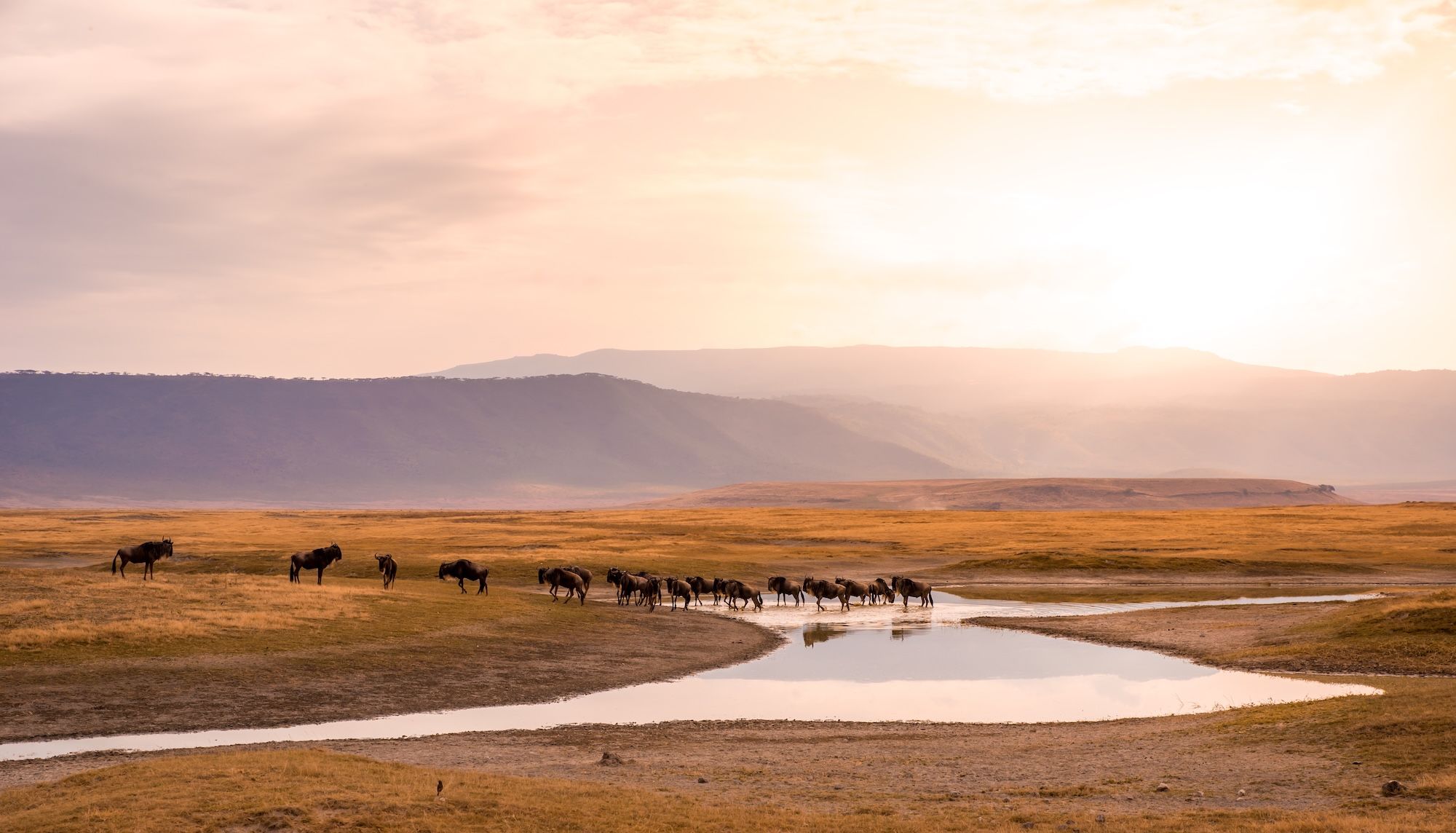 Gnu al Ngorongoro National Park ©Simon Dannhauer/Shutterstock