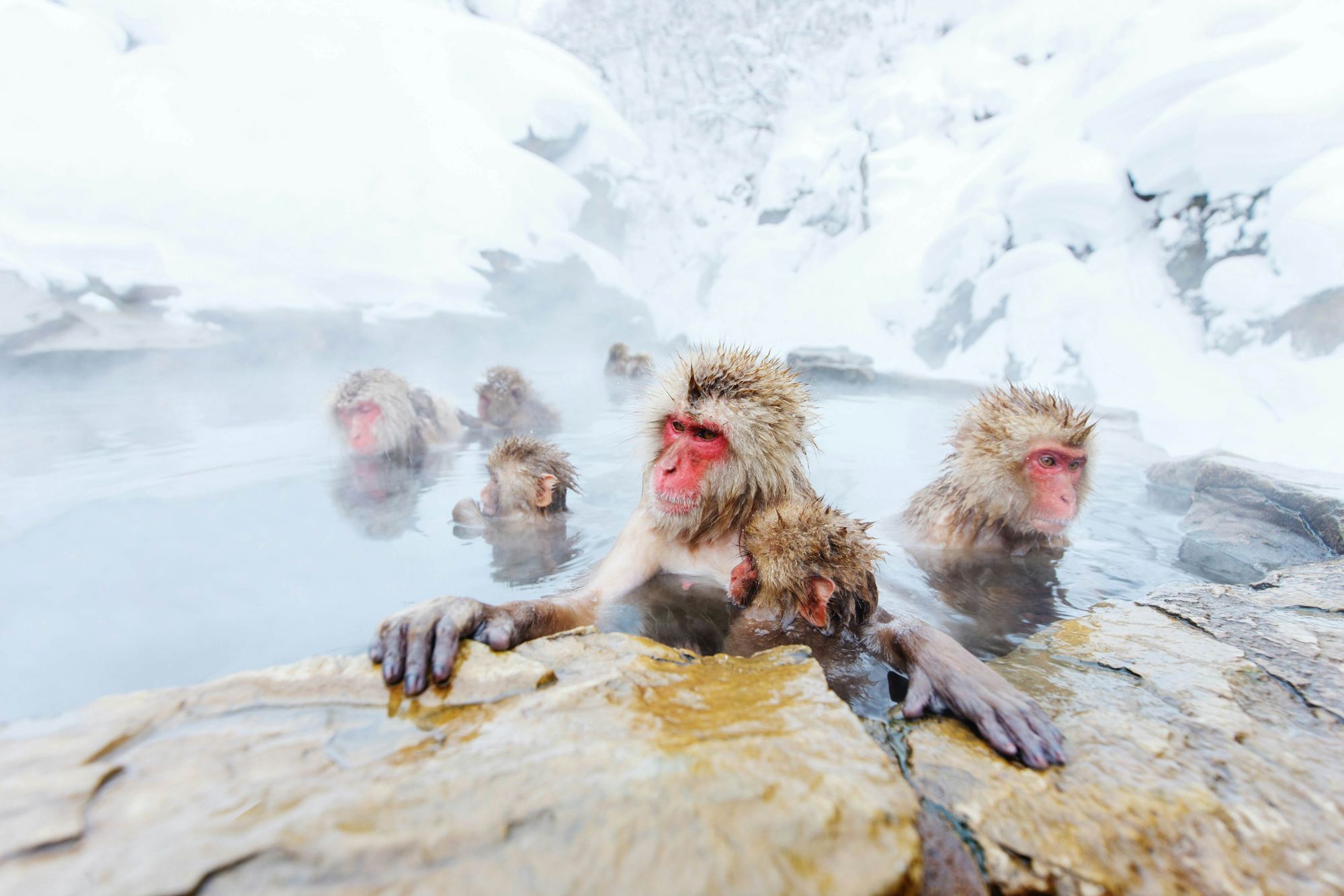 Sulle Alpi giapponesi vivono le "scimmie delle nevi". © Shutterstock
