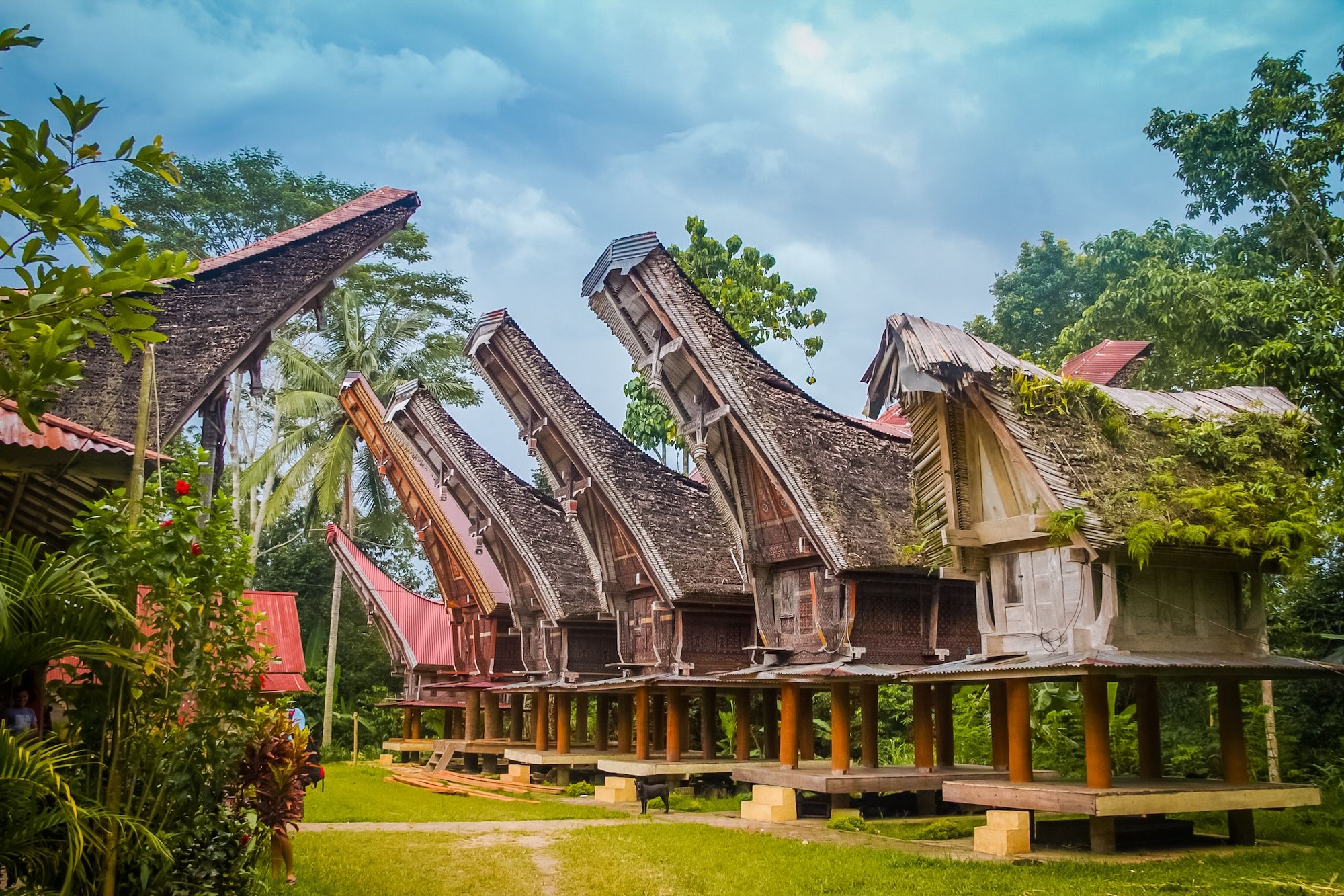 I tongkonans, grandi case ancestrali, tipiche dei tetti a forma di barca a Sangalla, nella regione di Toraja ©Michal Knitl /Shutterstock