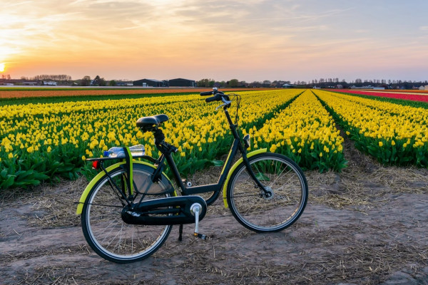 Aprile in Olanda: tulipani a perdita d’occhio. © Pakin Songmor / Getty Images