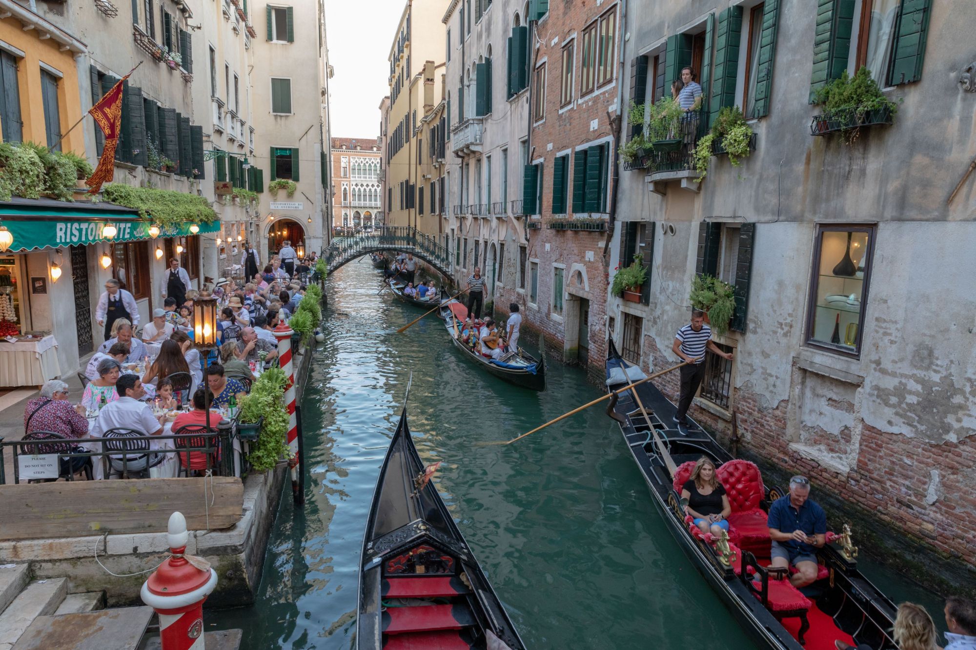 Venezia contro i gabbiani