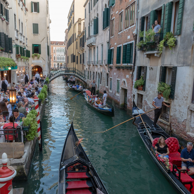 Venezia contro i gabbiani