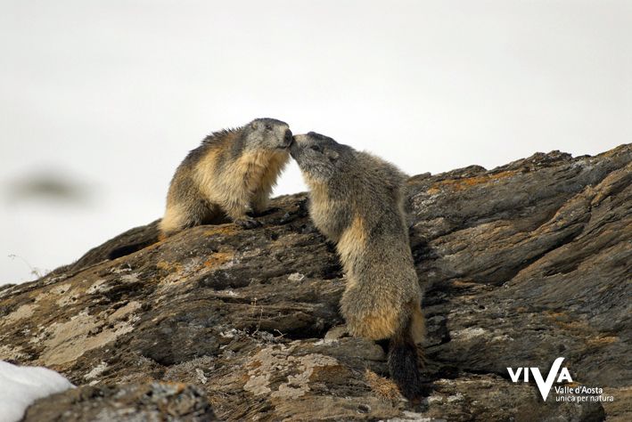 Incontro tra marmotte. Credits Aree protette _ Maurizio Broglio