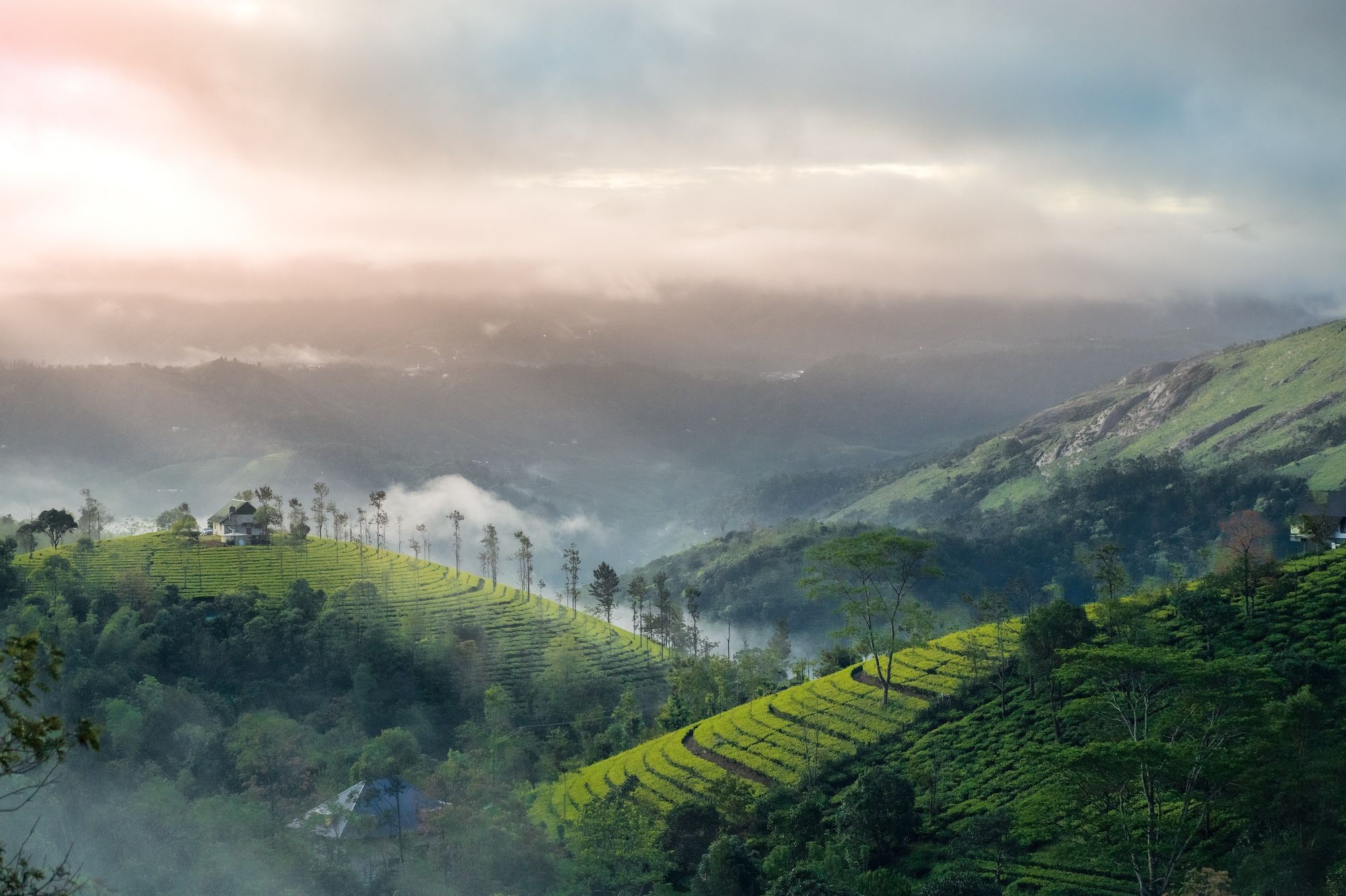 Le colline di Munnar ©shivurolex /Shutterstock