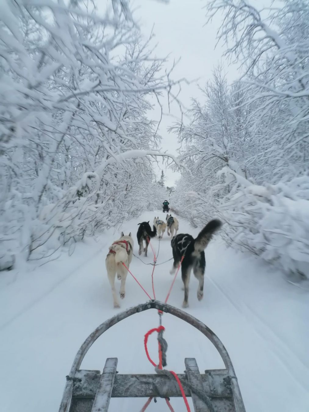 In slitta con gli husky ©Alberto Montemurro/Lonely Planet Italia
