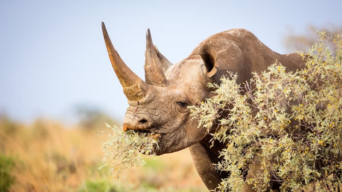 Un rinoceronte nero nella riserva Tswalu Kalahari, in Sudafrica. Lance van de Vyver/Shutterstock