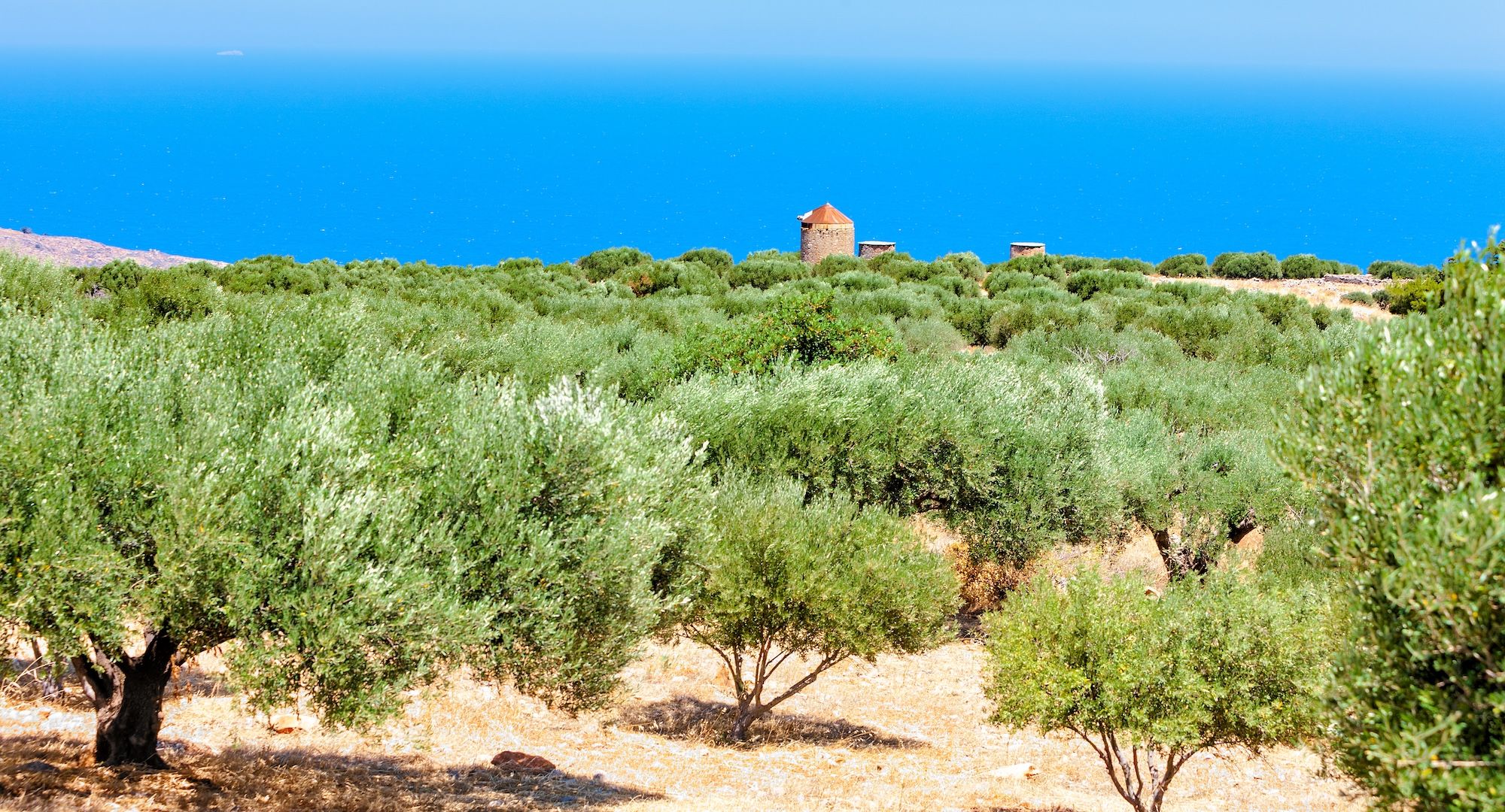Gli ulivi si affacciano sul mare di creta da secoli ©photoff/Shutterstock