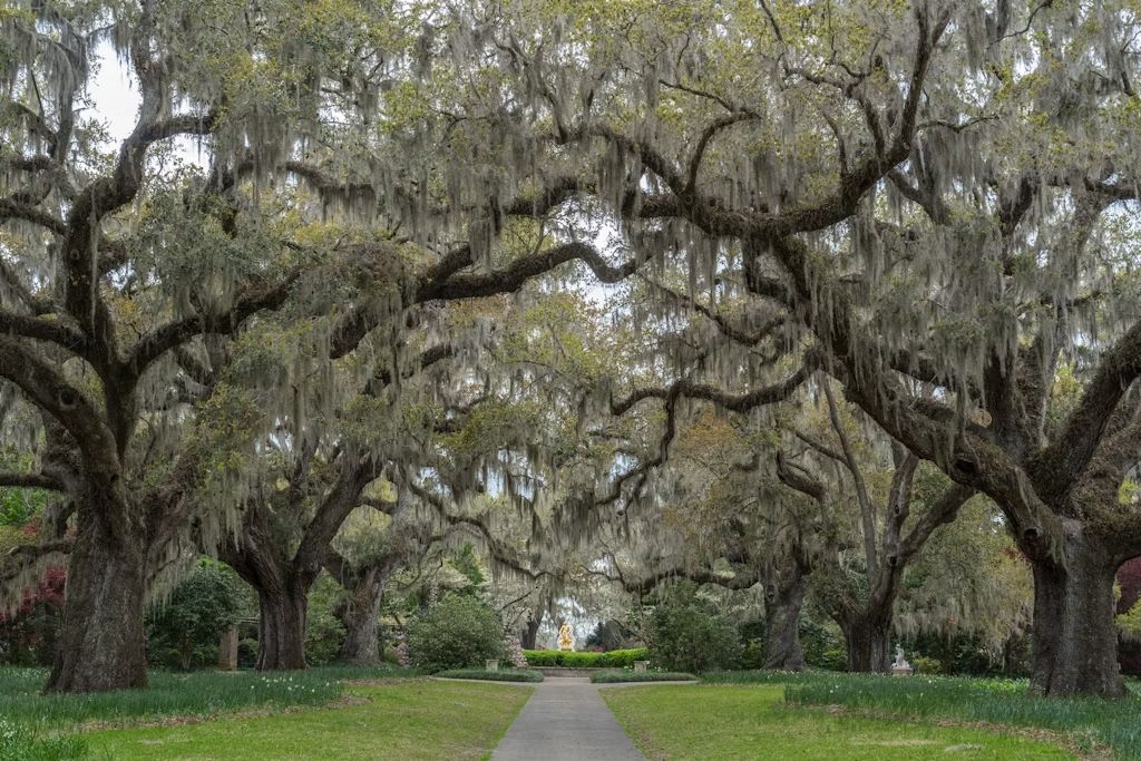 Il muschio spagnolo pende dalle querce dei South Carolina’s Brookgreen Gardens. © mtnmichelle / iStockphoto / Getty Images