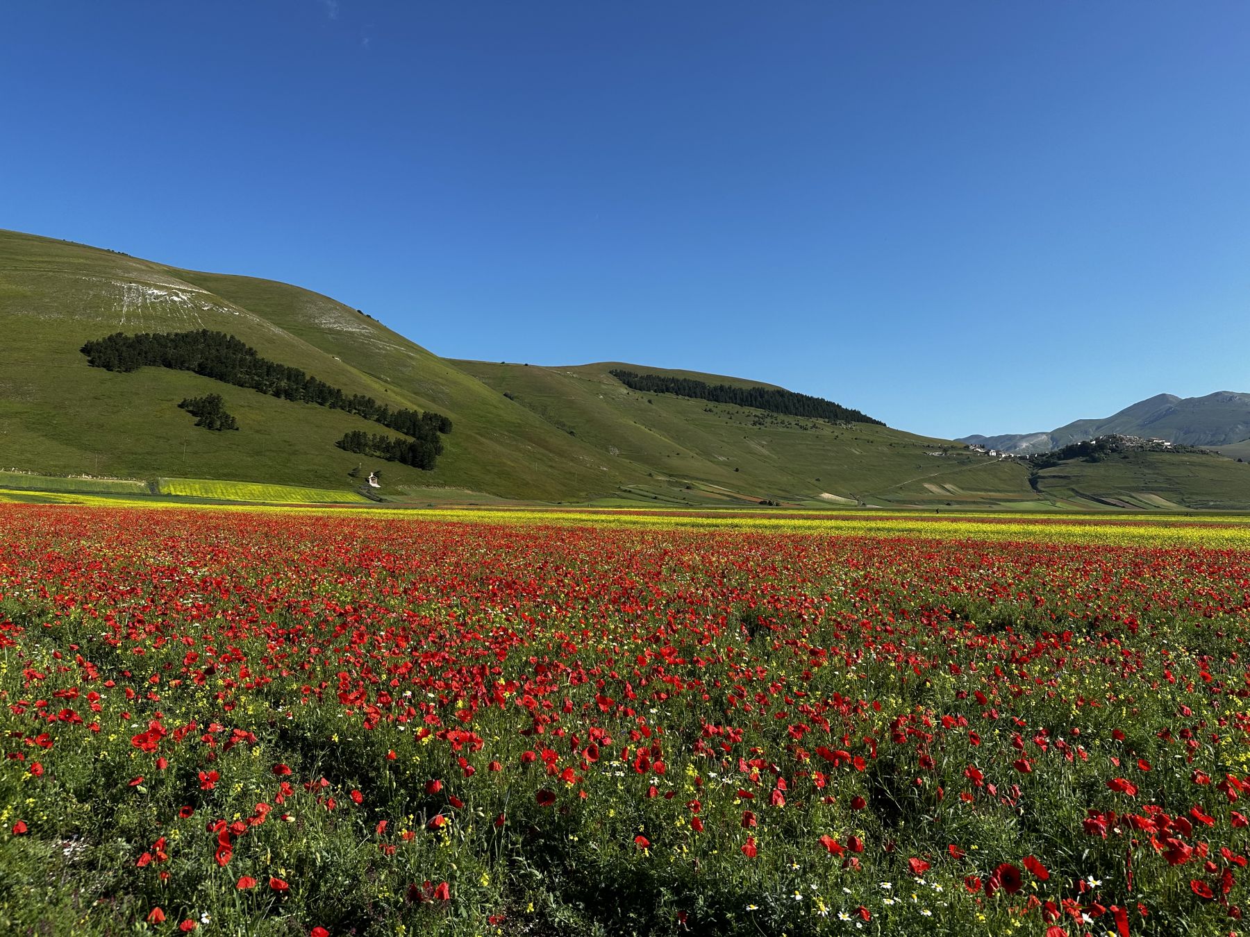 Fioritura a Castelluccio