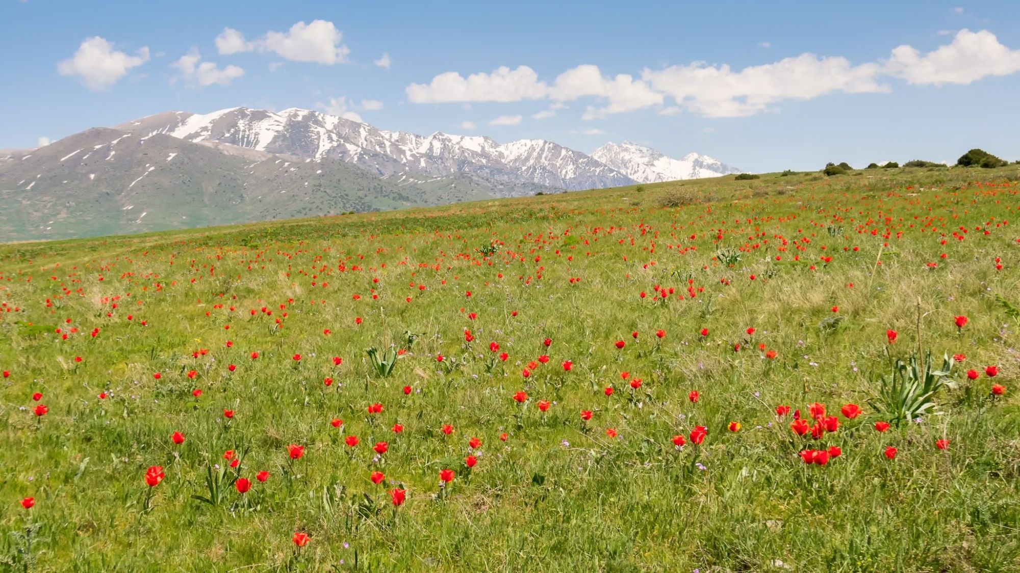 I tulipani selvatici fioriscono ogni primavera sulle aspre montagne del Kazakistan orientale © iStockphoto / Getty Images