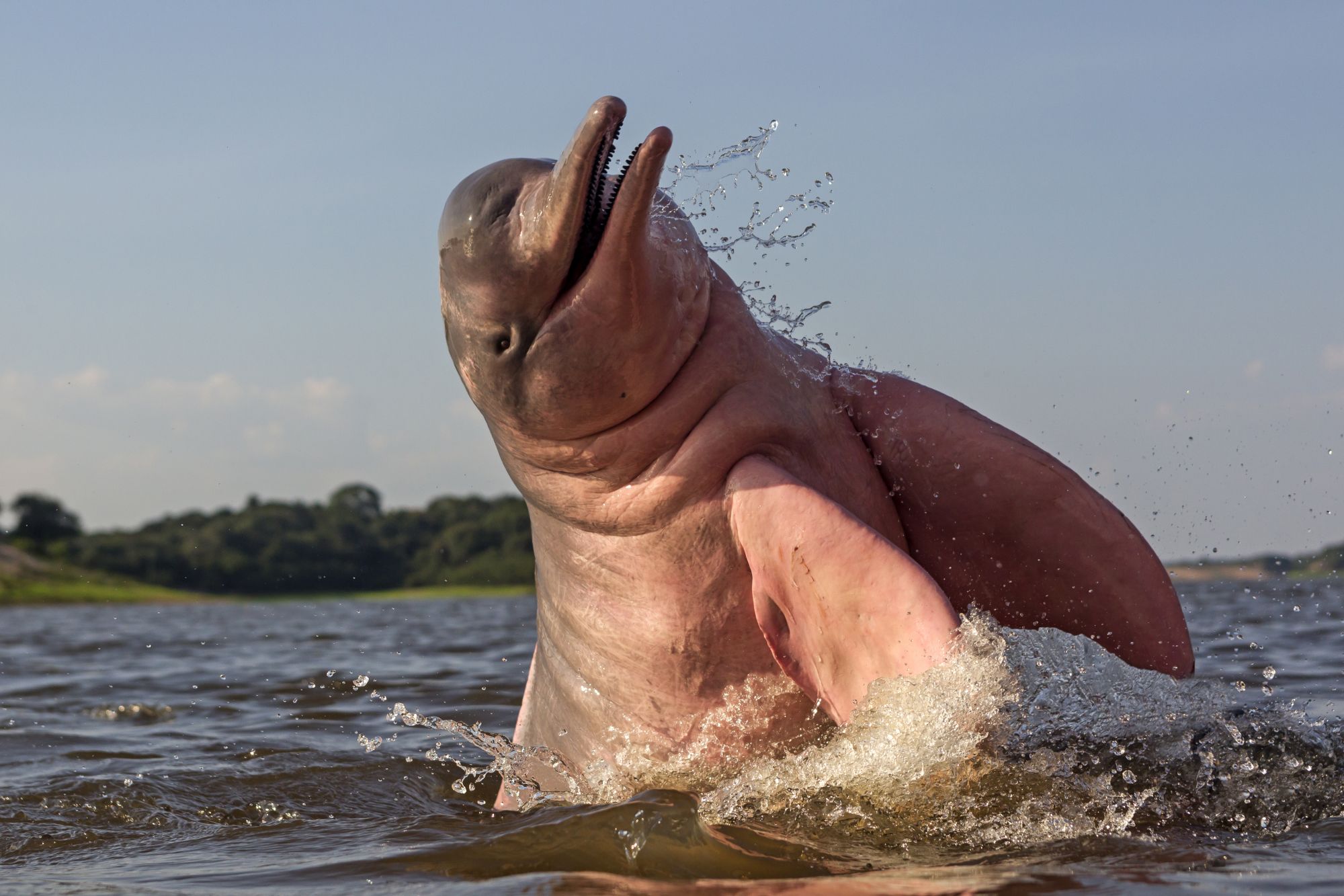 Delfino rosa, Rio delle Amazzoni