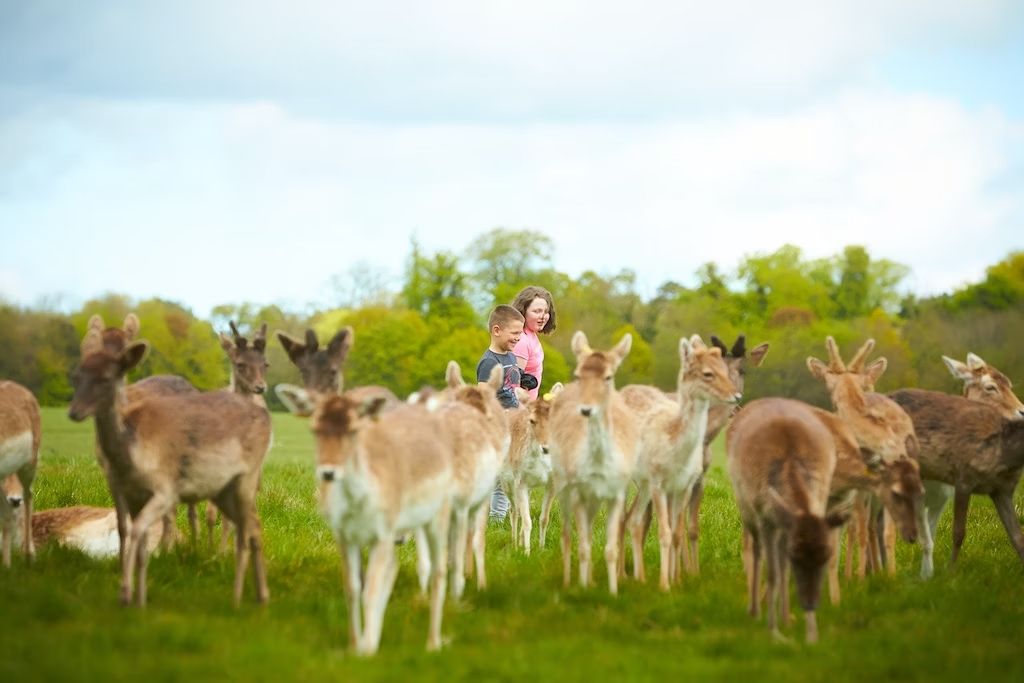 Zoo, parco giochi, cervi selvatici: c’è di tutto al Phoenix Park di Dublino. © Irene Fox / Shutterstock