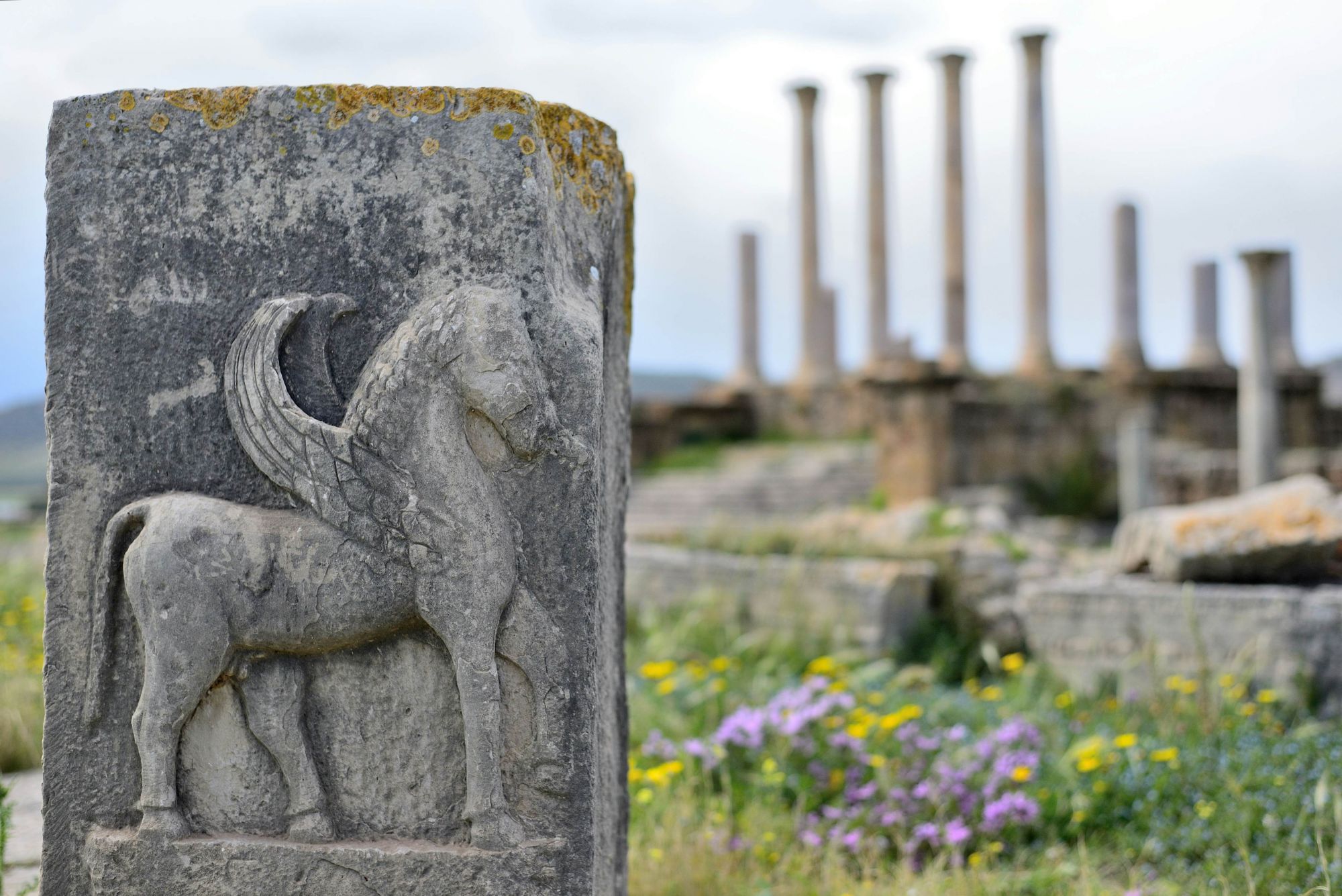 Fiori selvatici tra le rovine di Thuburbo Majus. © Sofoklo/Shutterstock