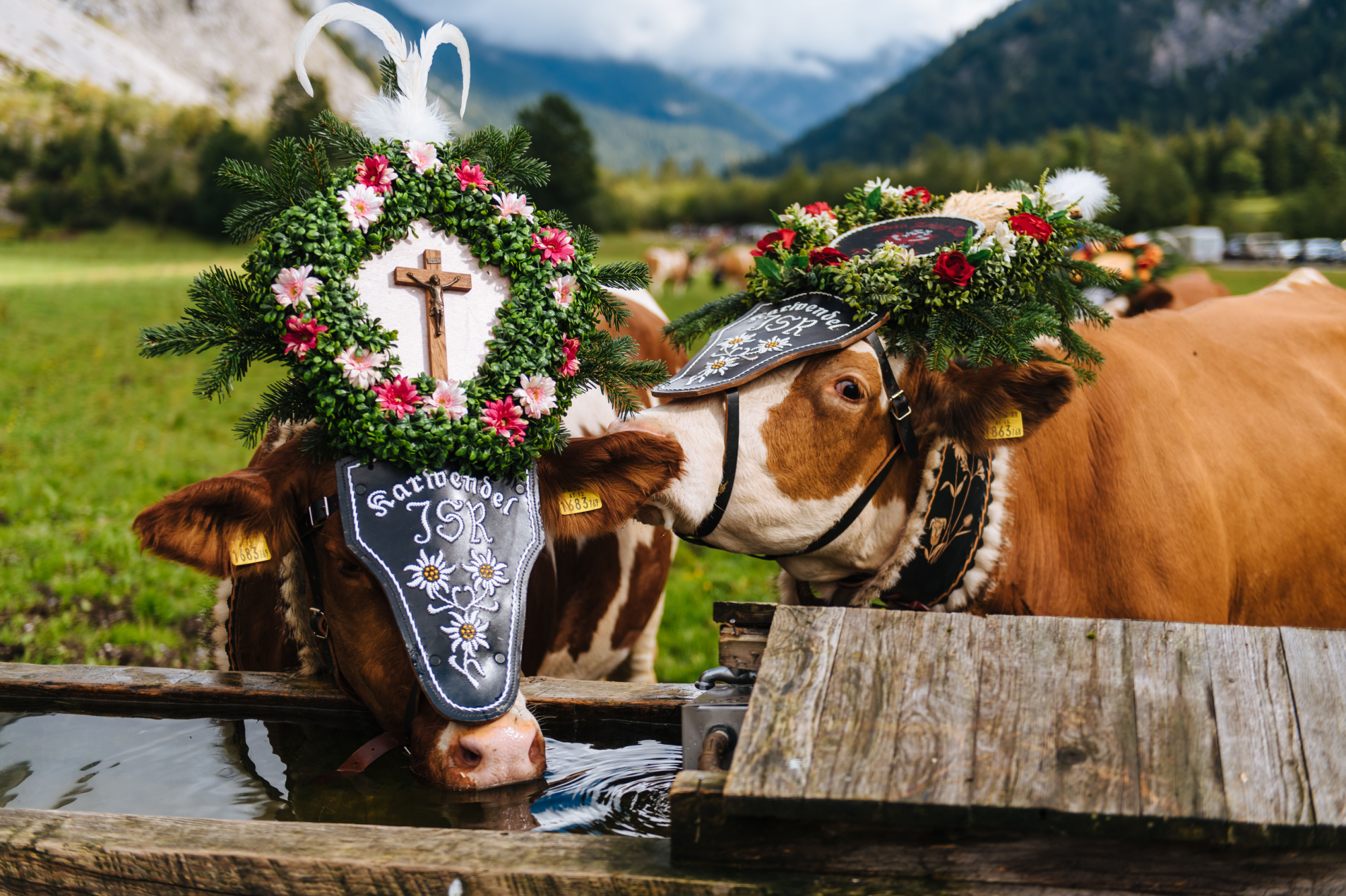 mucche vestite a festa per almabtrieb, tirolo