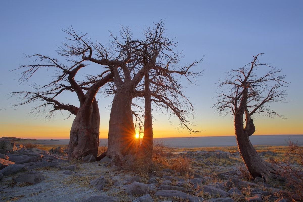 Alba tra i baobab sull’isola di Kubu, a sud di Makgadikgadi, in Botswana. Hannes Thirion/Getty Images