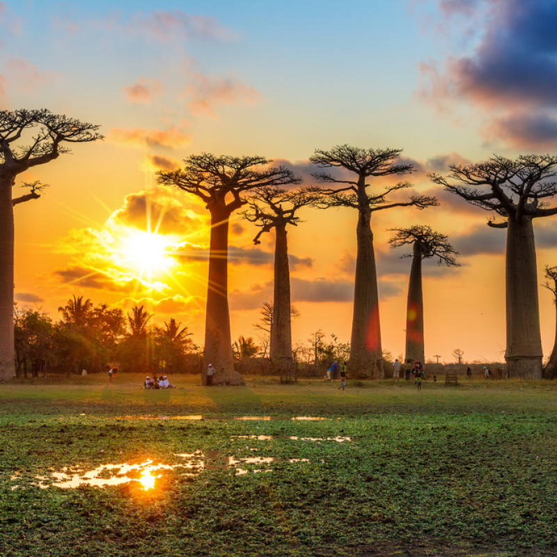 Madagascar, tramonto tra i baobab. Credits Dennis van de Water / Shutterstock