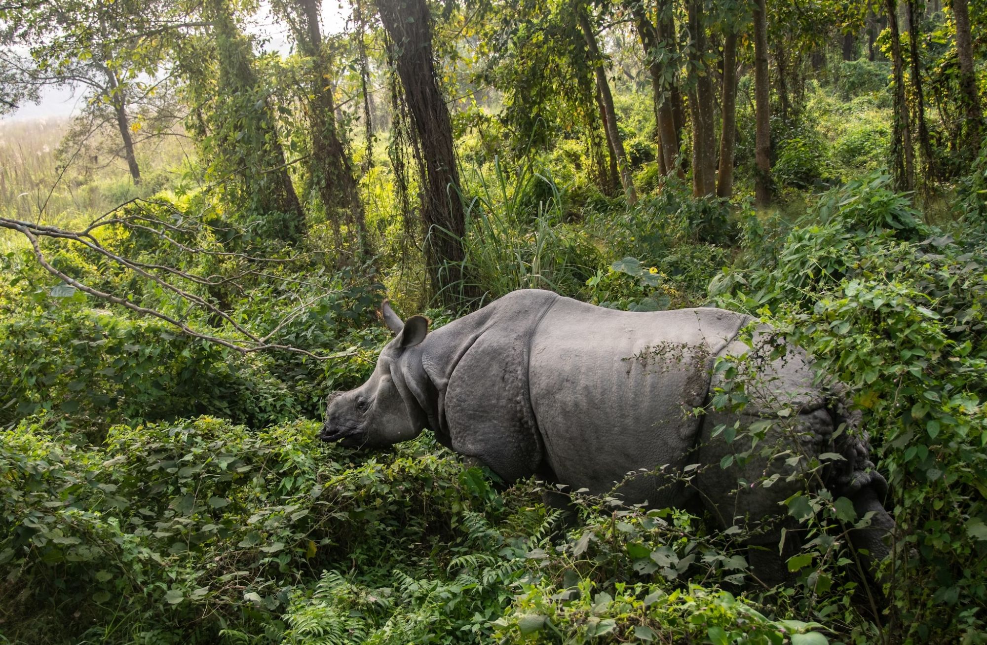 Avvistate il rinoceronte unicorno (Rhinoceros unicornis) nel Parco Nazionale di Chitwan © Stefano Barzellotti / Getty Images