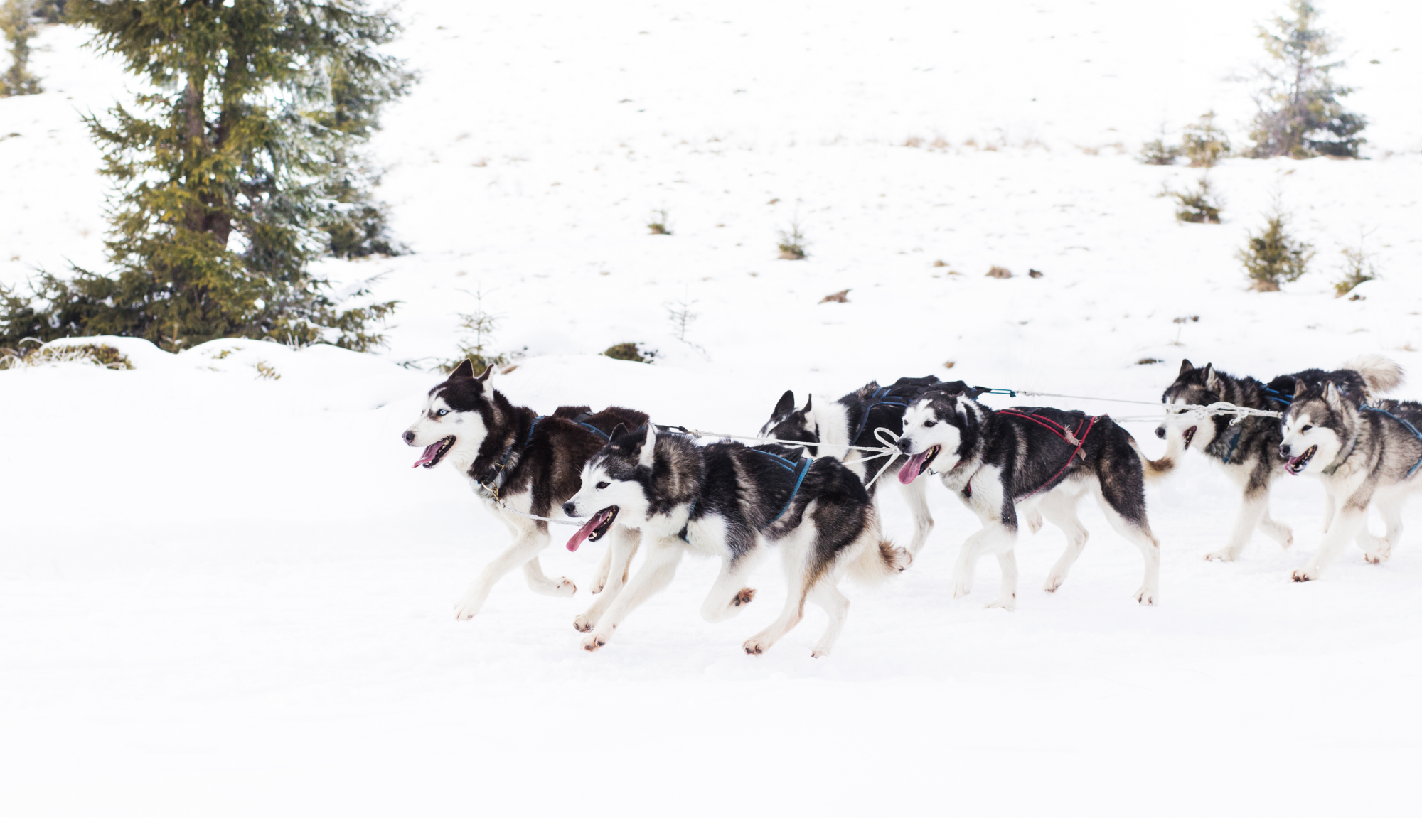 slitte trainate da cani in alaska
