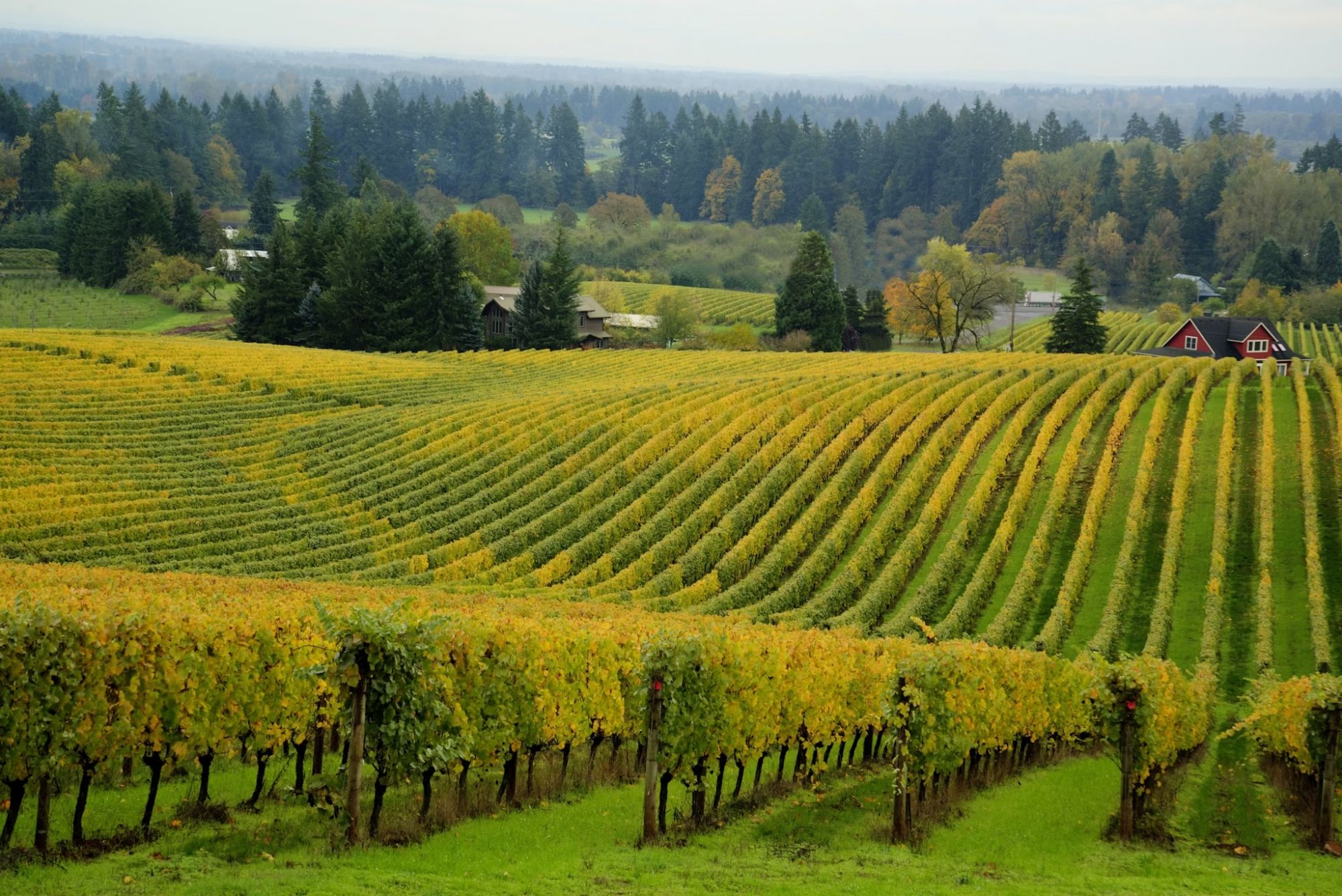 Godetevi le temperature più fresche e il raccolto autunnale nella Willamette Valley © tomwachs / Getty Images
