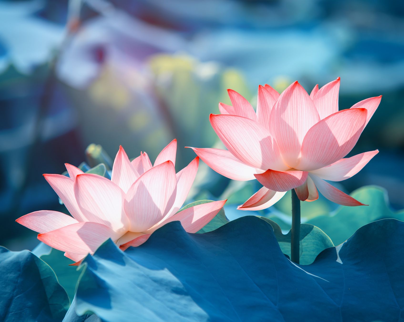 Fiori di loto ©asharkyu/Shutterstock