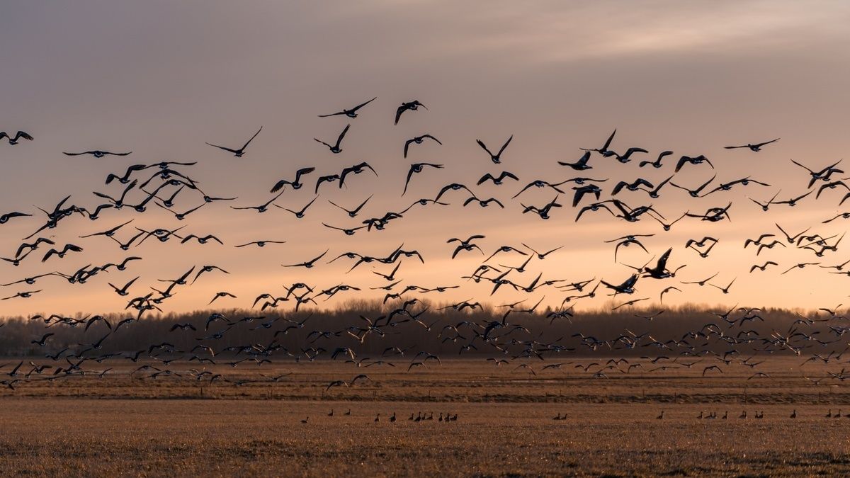 Matsalu National Park, Estonia ©MartinengoCommunication