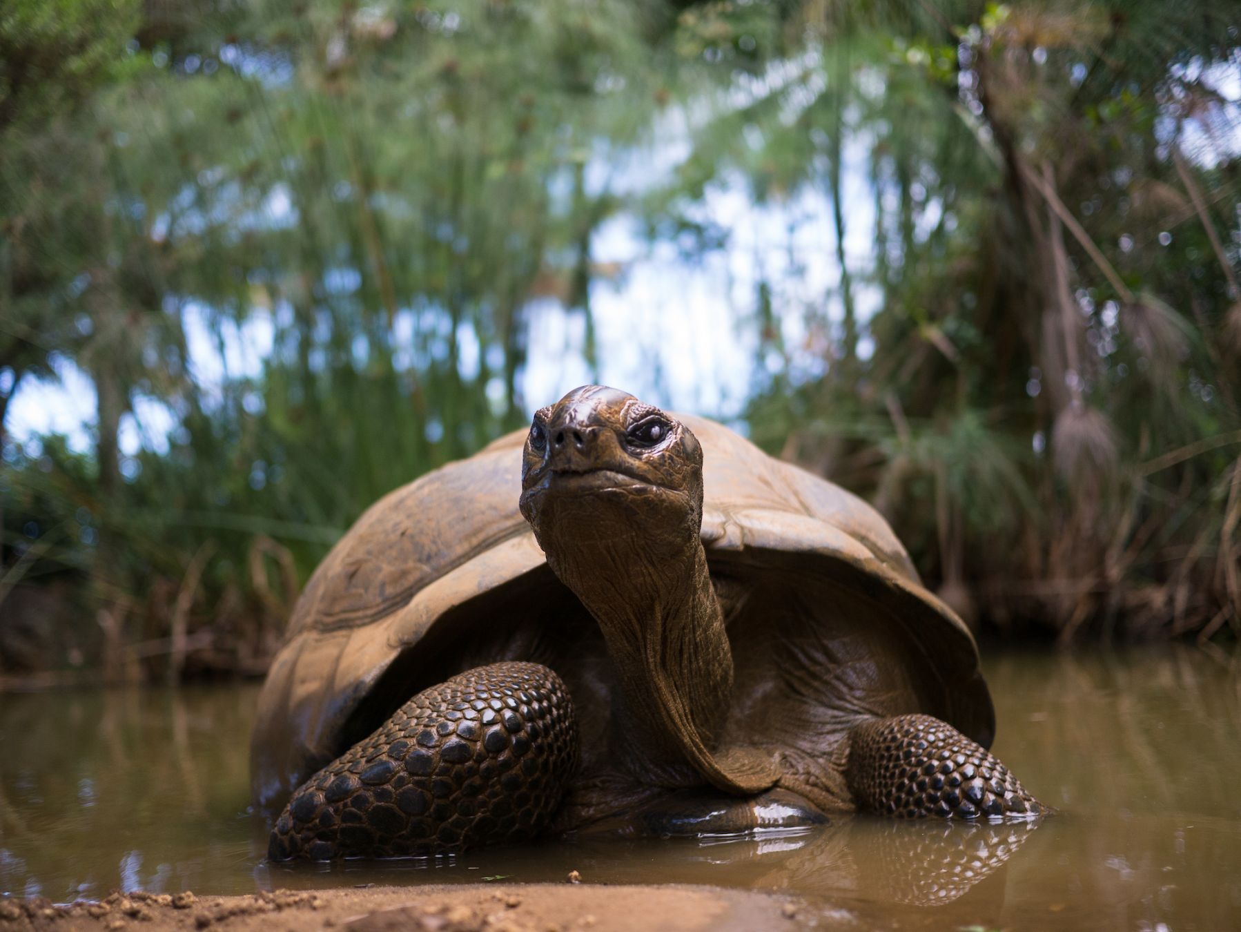 Potreste anche incontrare le tartarughe giganti ©Daniel Harwardt