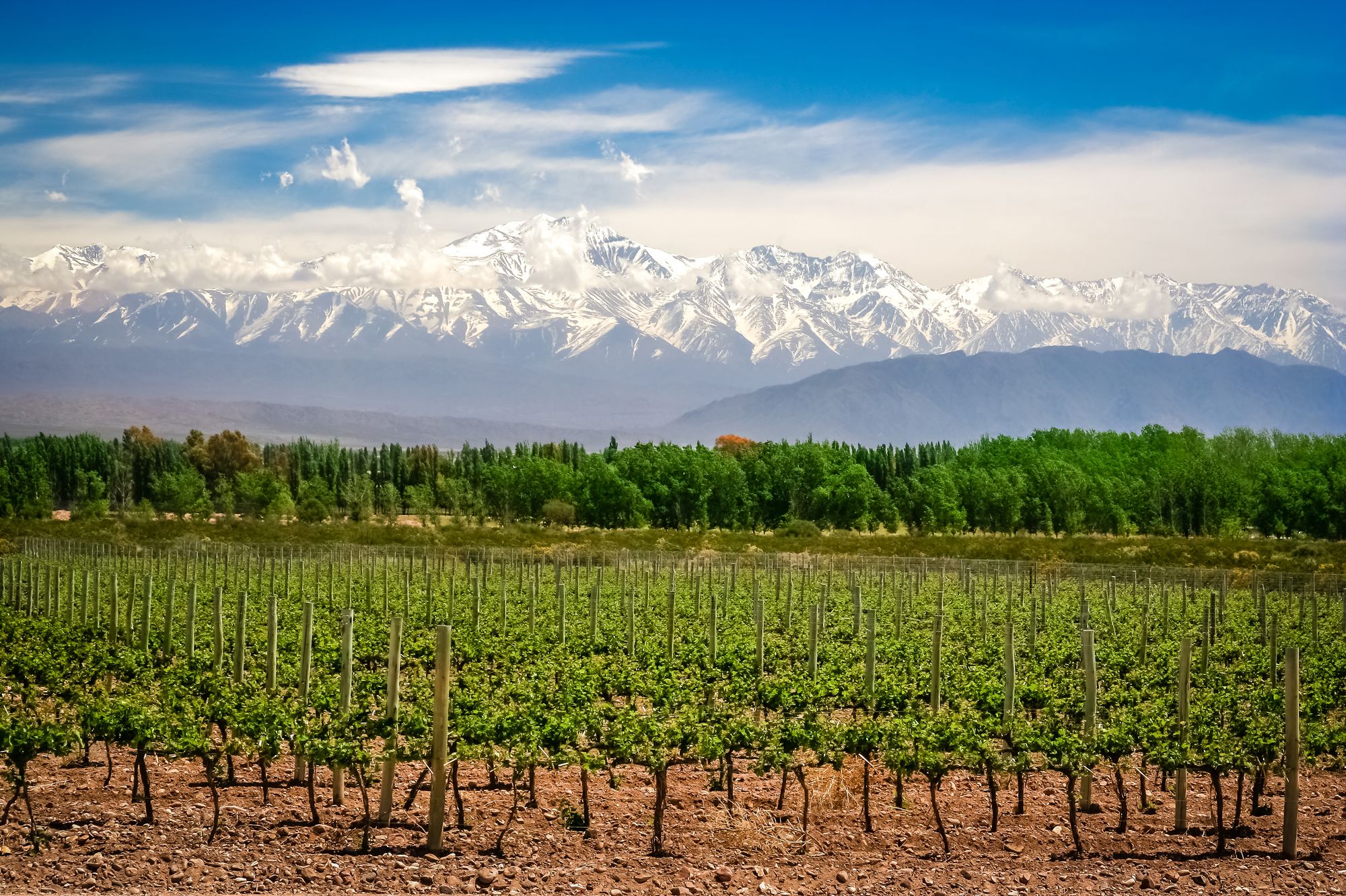 I vigneti nei dintorni di Mendoza ©Pav-Pro Photography Ltd / Shutterstock