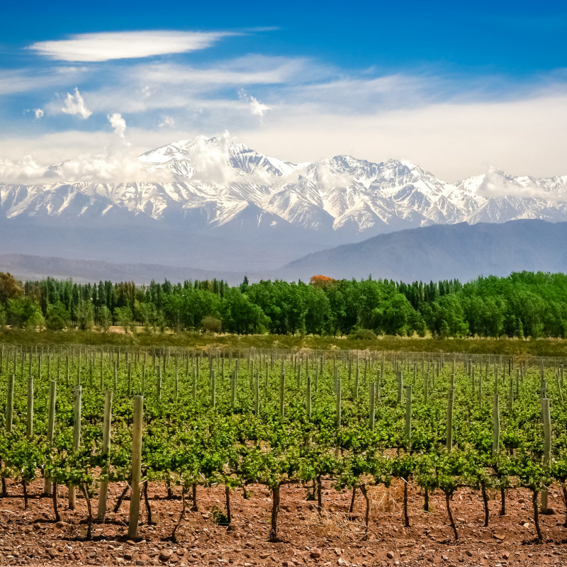 I vigneti nei dintorni di Mendoza ©Pav-Pro Photography Ltd / Shutterstock
