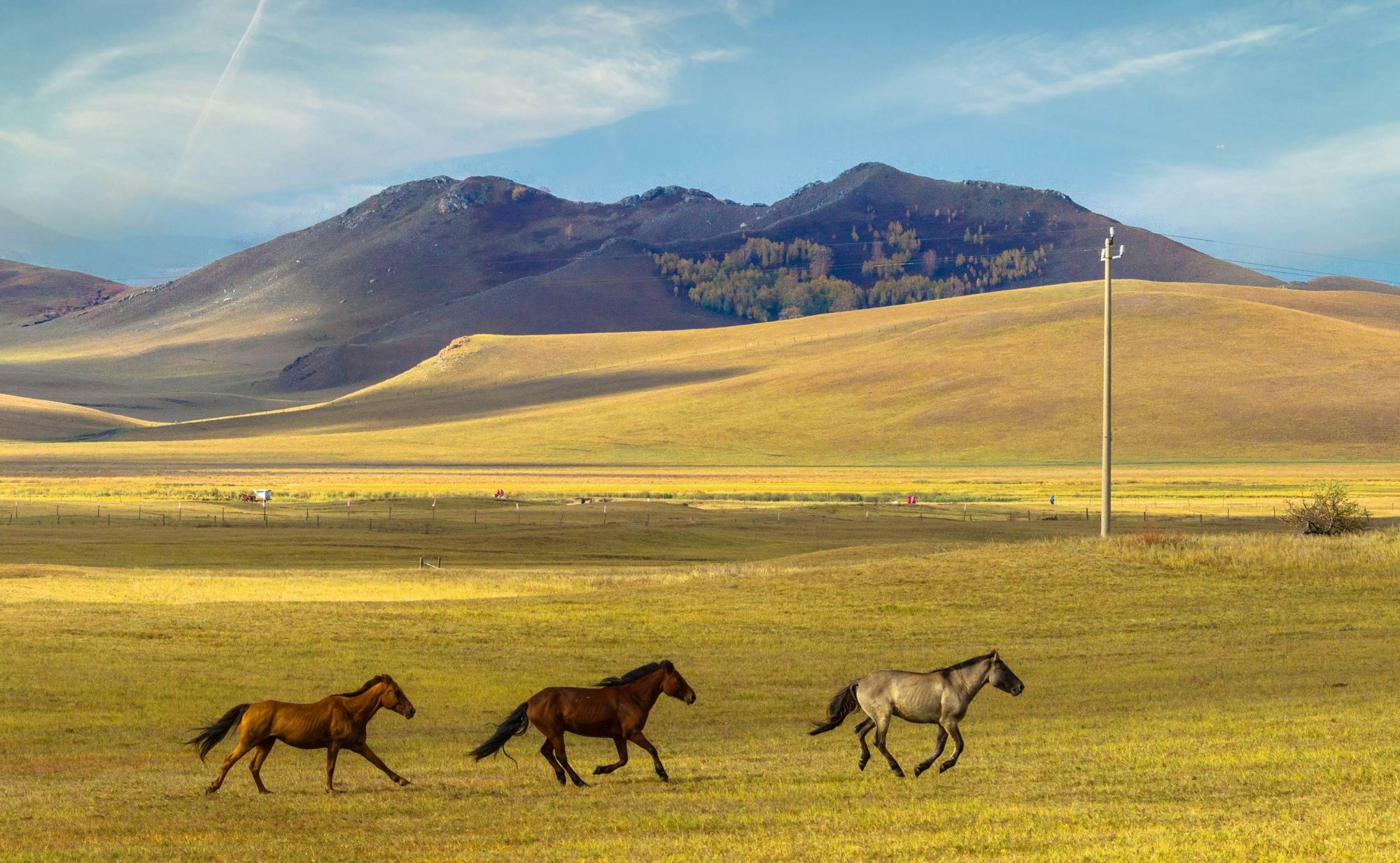 Cavalli in libertà nell’Altopiano di Assy, vicino ad Almaty, in Kazakistan. © xiaoyun wu/Shutterstock