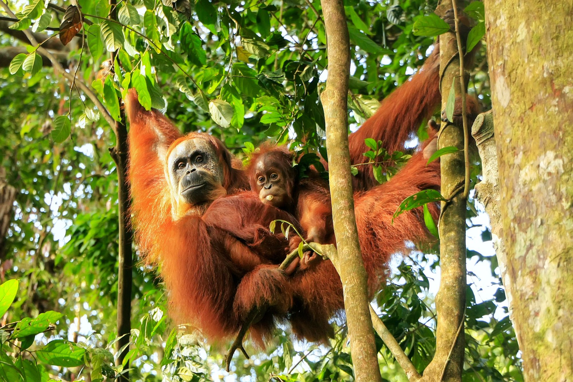 Gli orangutan nel Parco Nazionale del Gunung Leuser © Don Mammoser