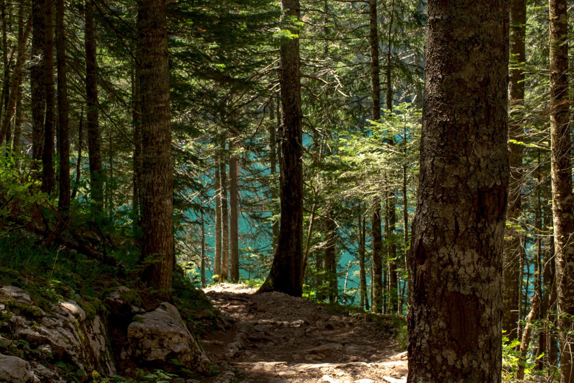 La pace nei boschi del parco © Mattia Marinolli/Lonely Planet Italia