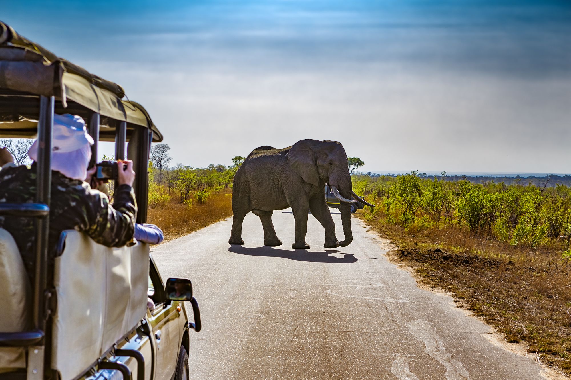 Incontri al Kruger National Park. Credits WitR / Shutterstock